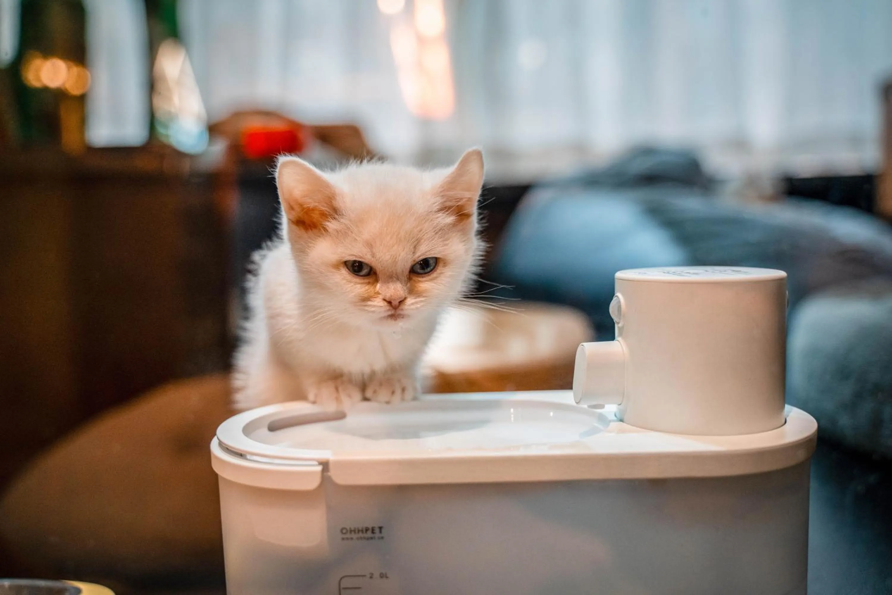 Pets in HeSu Hidden Art Hotel & Suites -Near Xi'an Drum Tower and Yongning Gate -Free Laundry Luggage Storage -Kitty Café with Freshly Ground Coffee -24H Front Desk -English Service -Exclusive Subsidies for Dumpling Banquet & Show