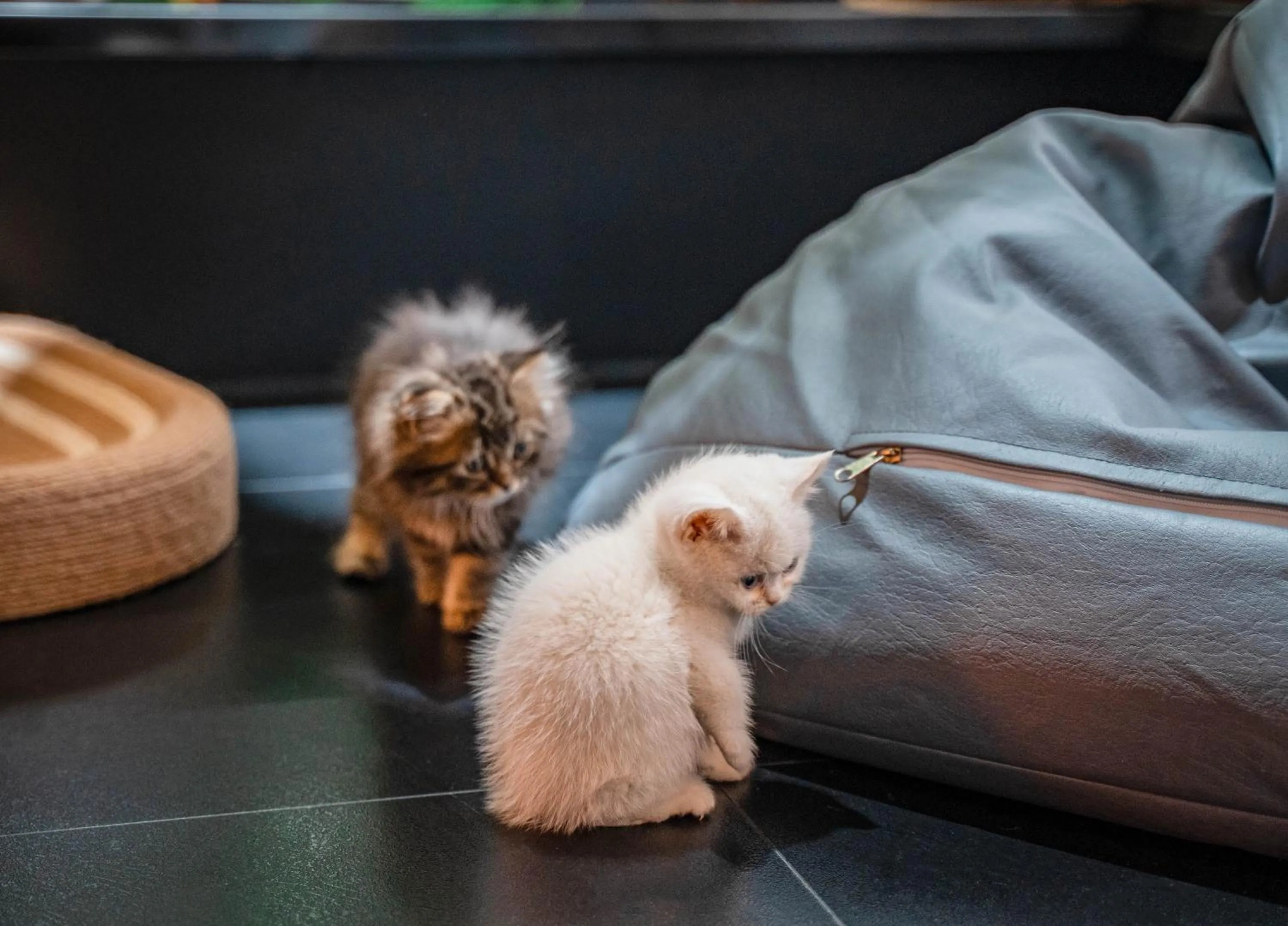 HeSu Hidden Art Hotel & Suites -Near Xi'an Drum Tower and Yongning Gate -Free Laundry Luggage Storage -Kitty Café with Freshly Ground Coffee -24H Front Desk -English Service -Exclusive Subsidies for Dumpling Banquet & Show