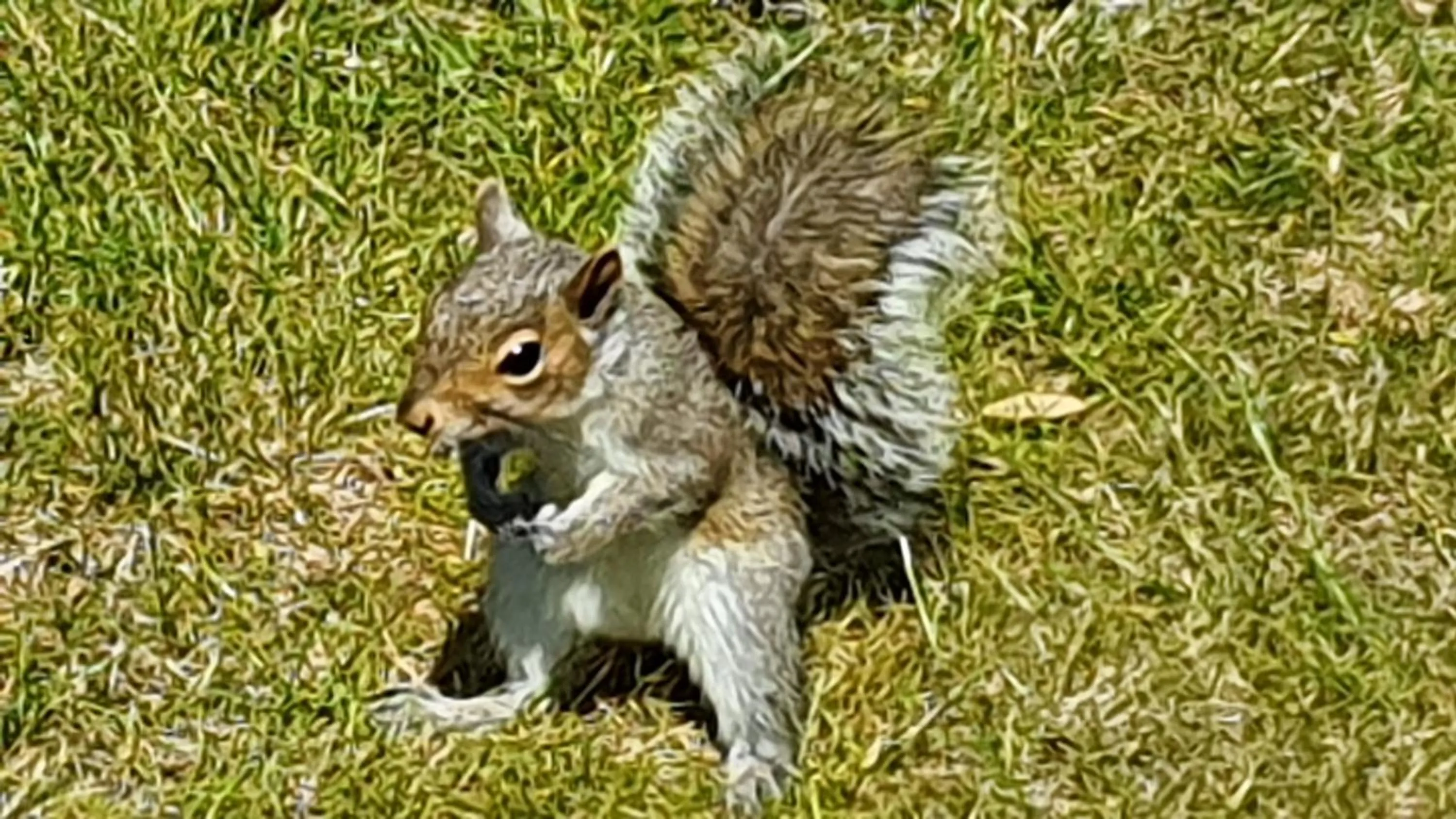 Animals in Tafarn y Waen - Guesthouse