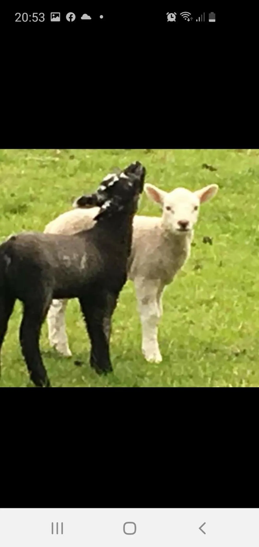 Animals in Tafarn y Waen - Guesthouse