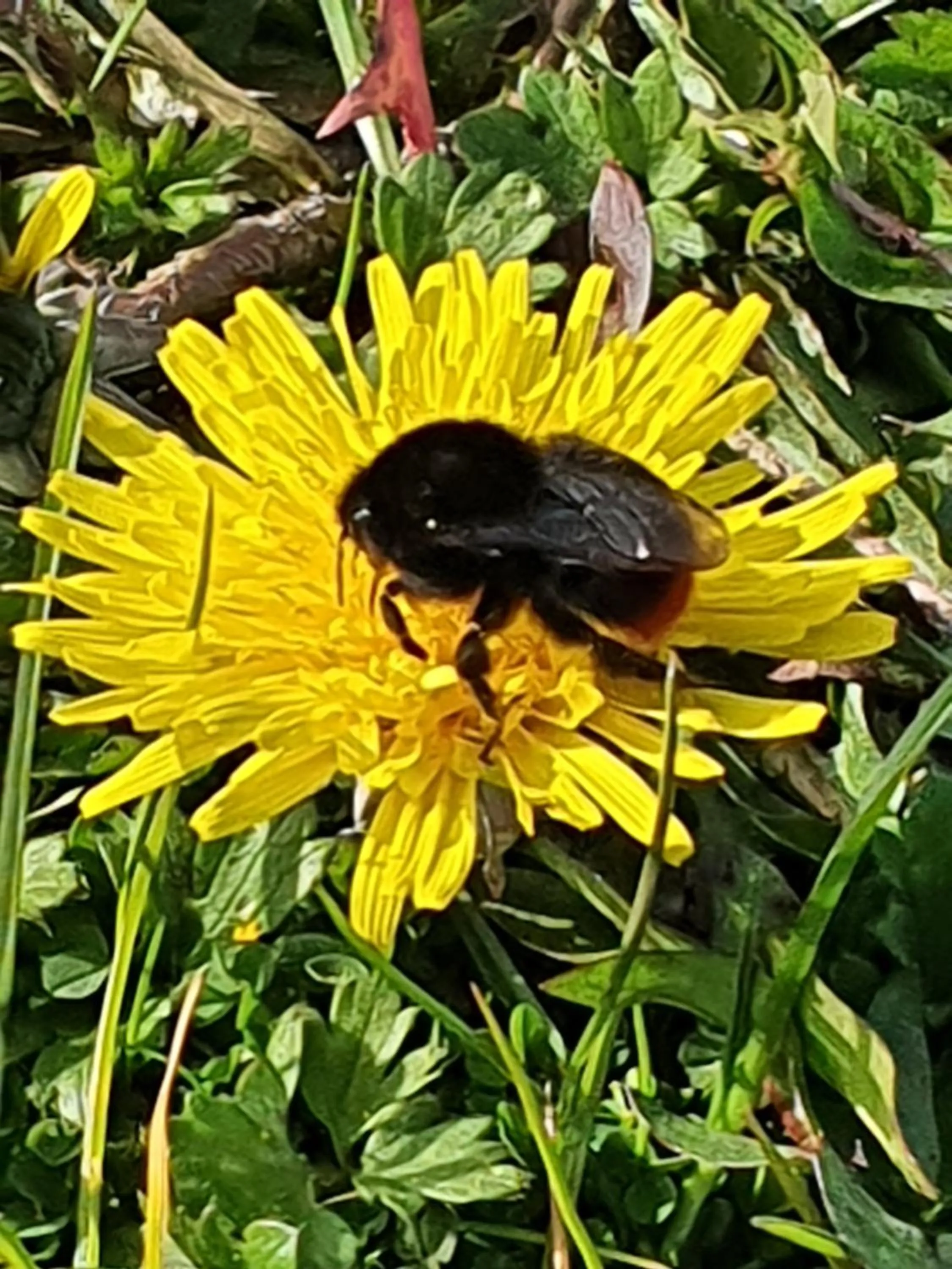 Garden in Tafarn y Waen - Guesthouse