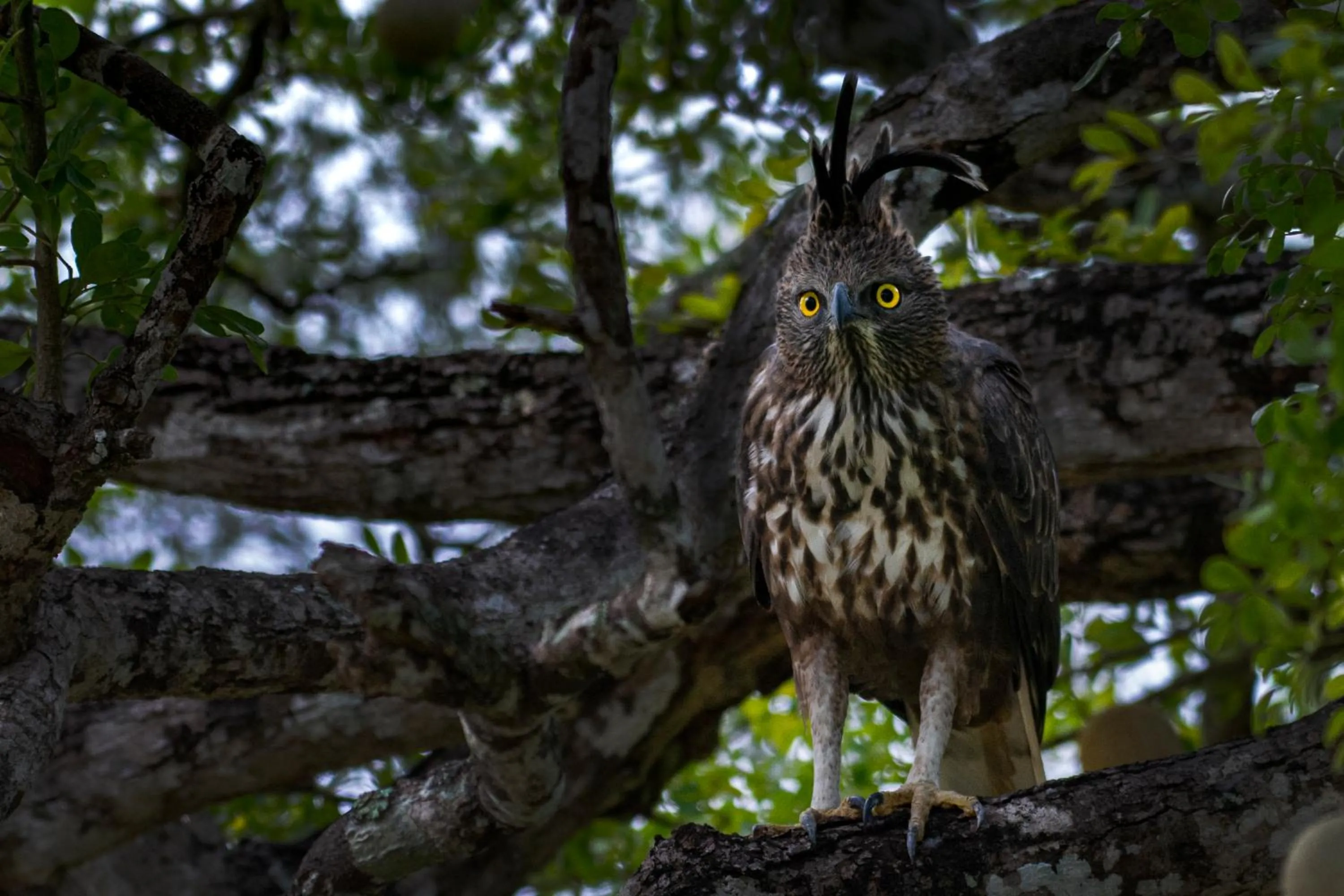 Animals in Big Game Yala - by Eco Team