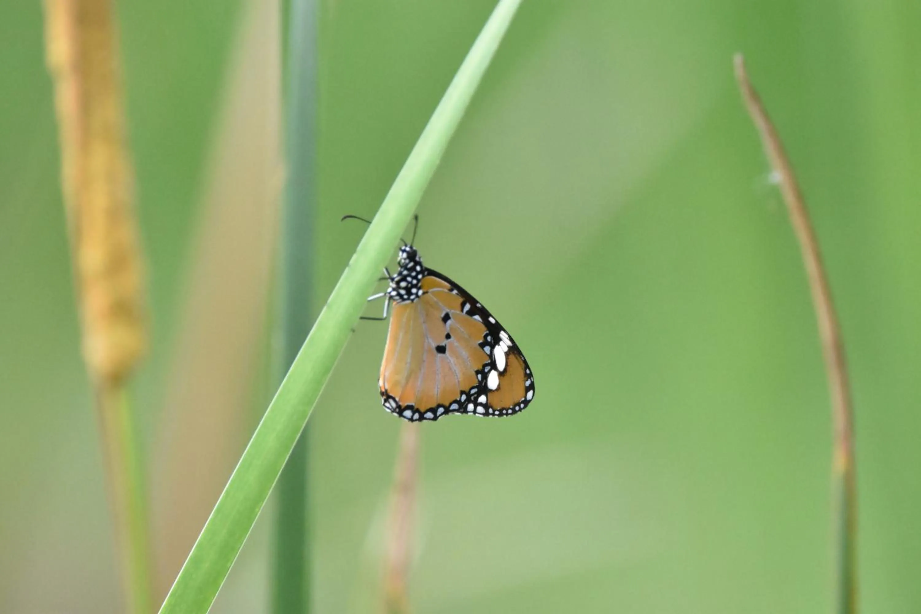 Animals in Big Game Yala - by Eco Team