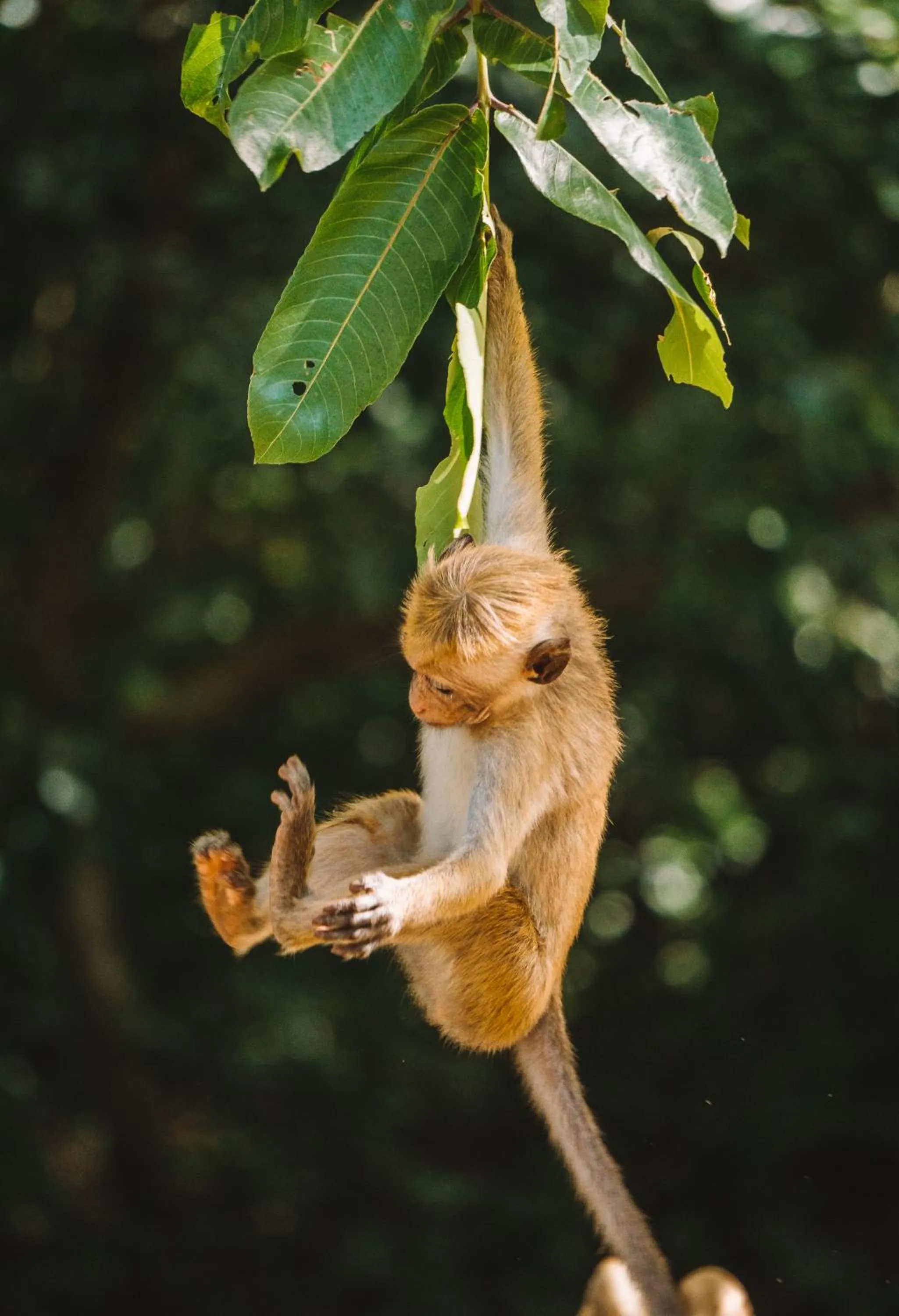 Natural landscape in Big Game Yala - by Eco Team