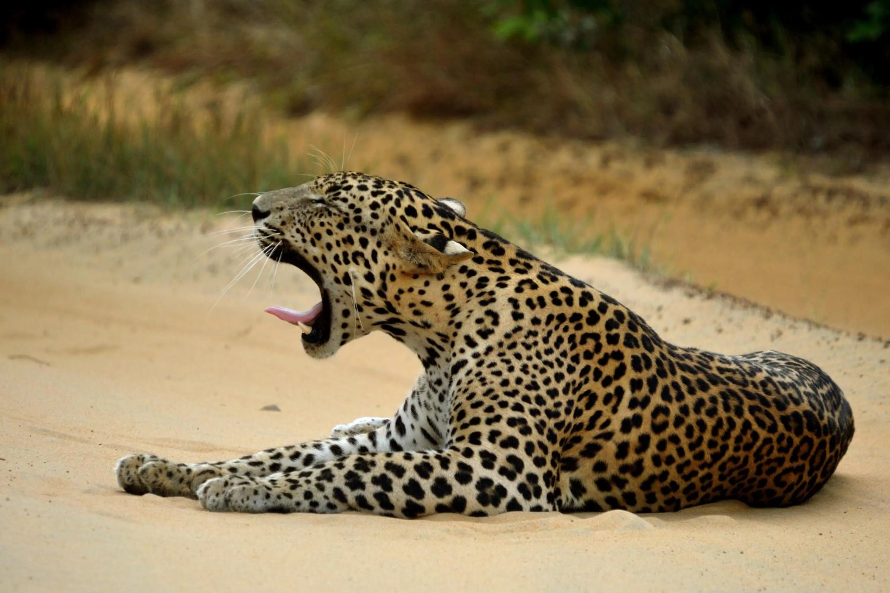 Off site in Big Game Yala - by Eco Team