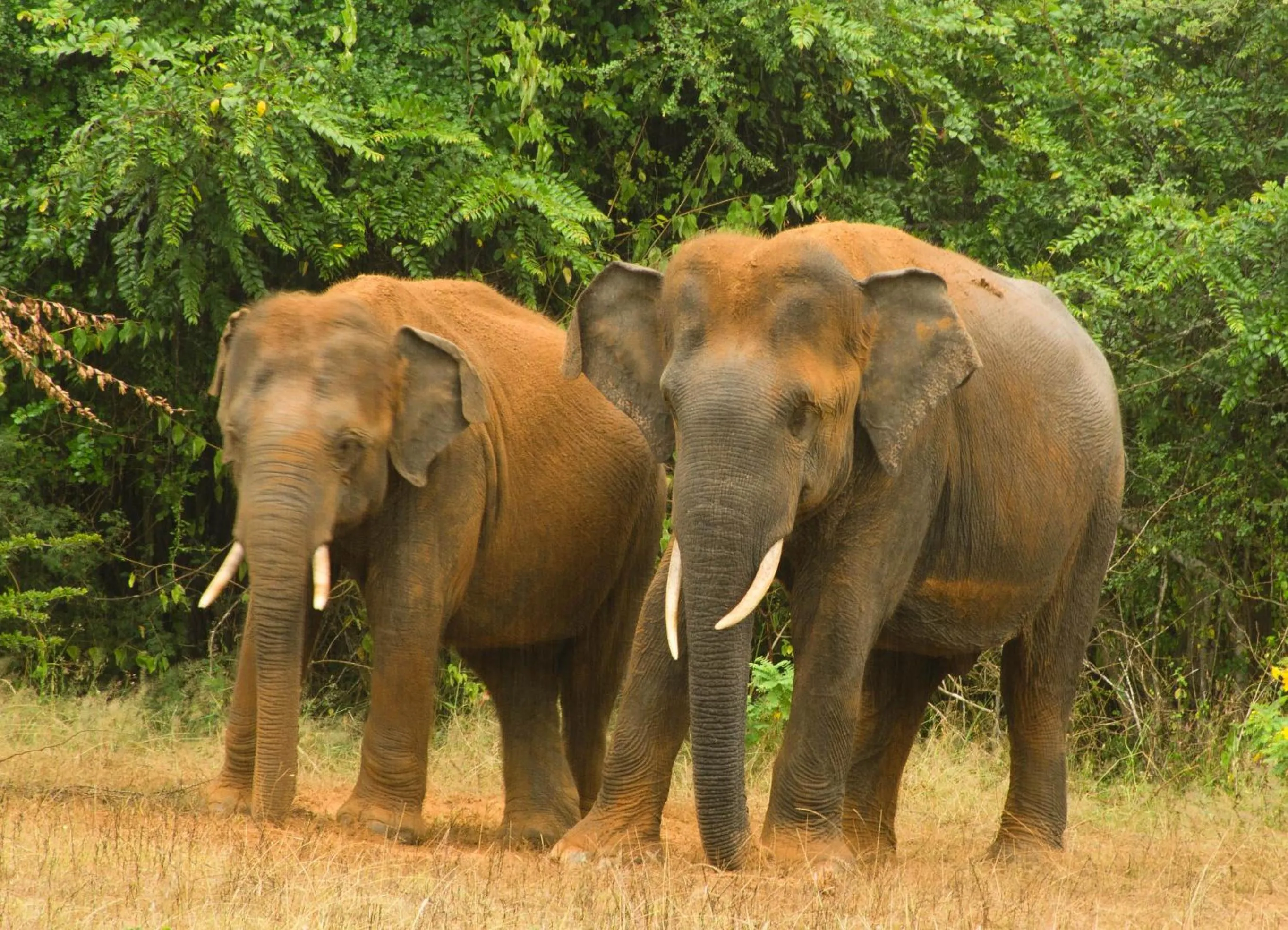 Off site in Big Game Yala - by Eco Team