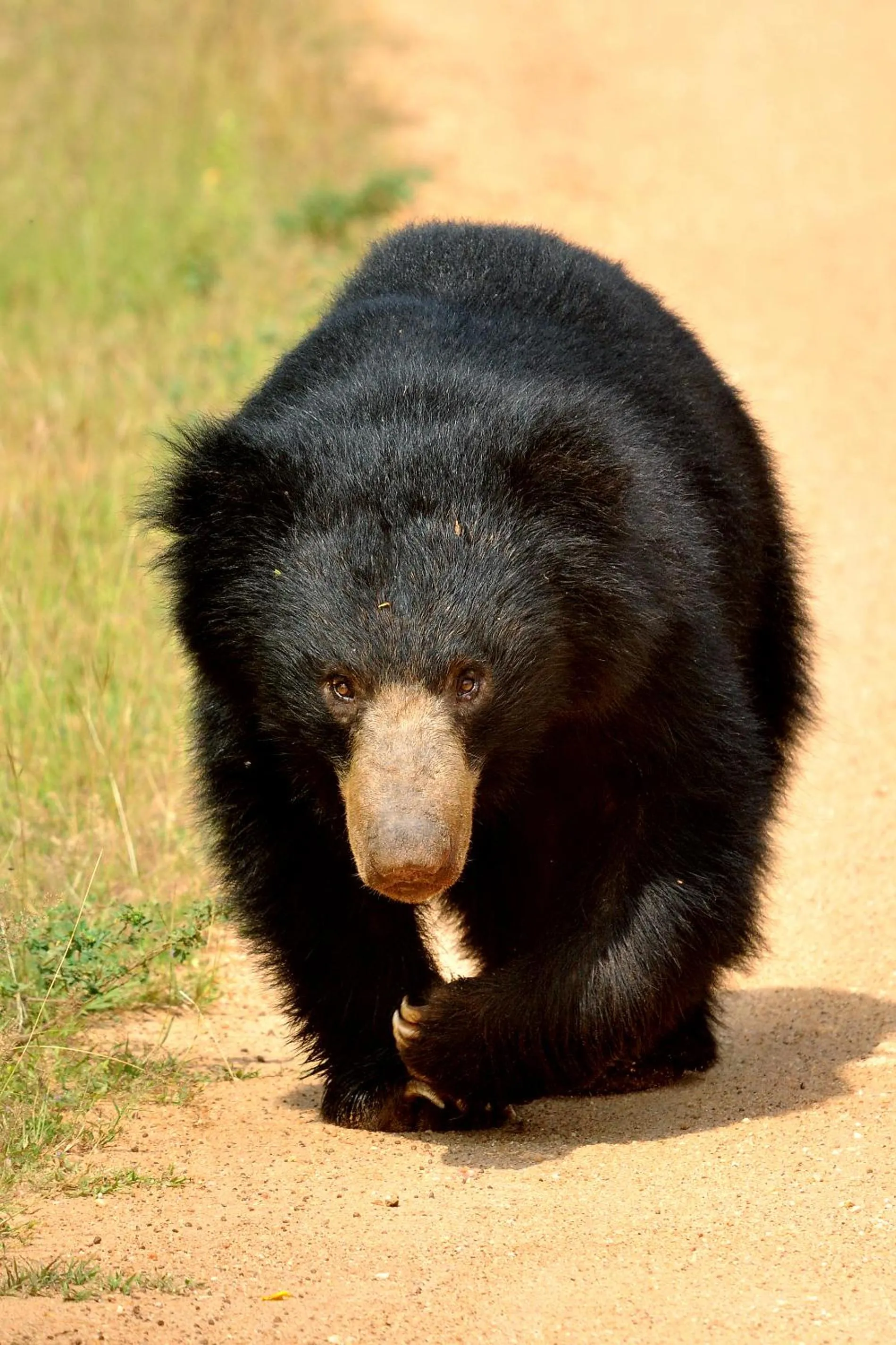 Animals in Big Game Yala - by Eco Team