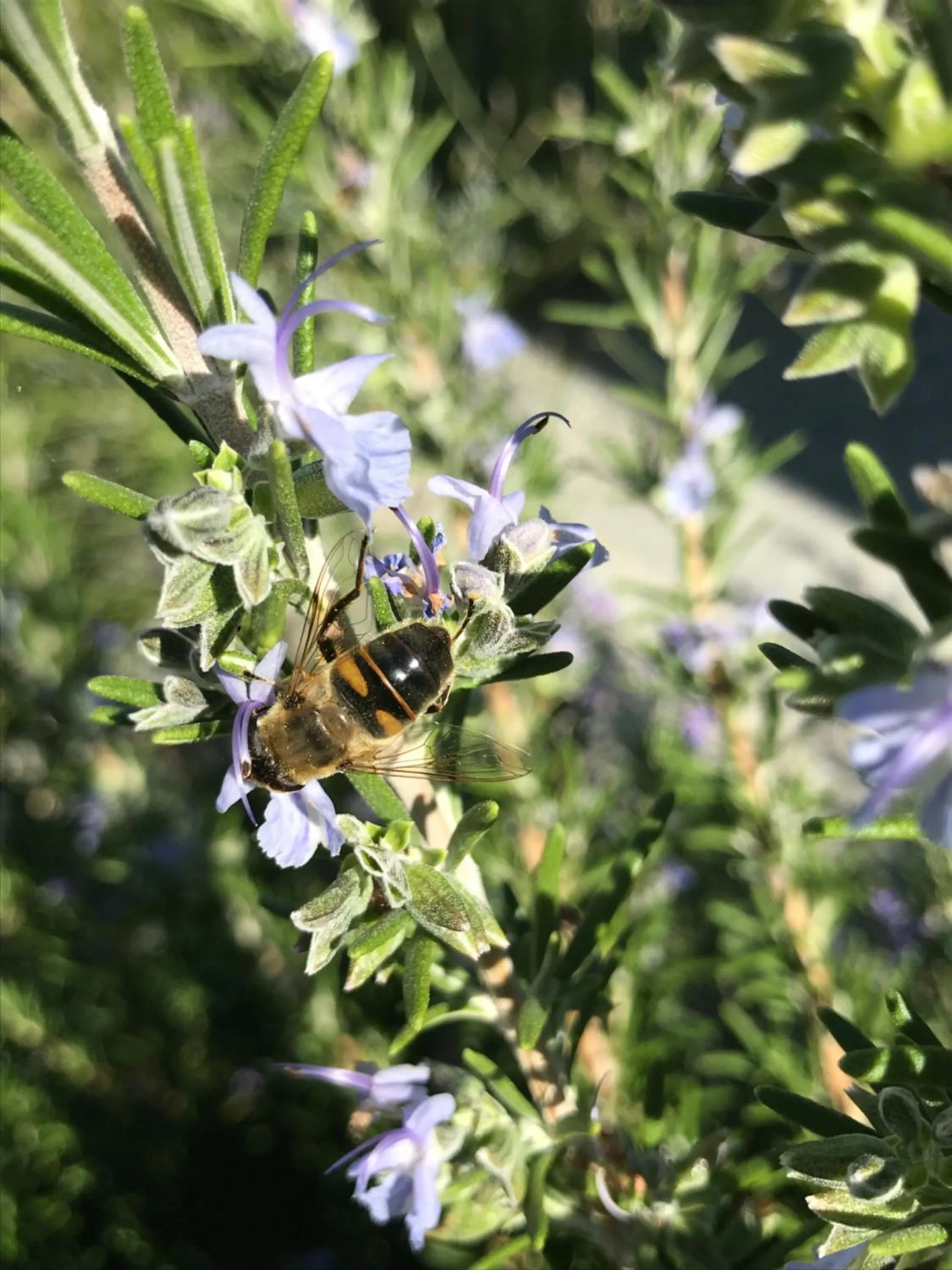 Property building in Rooms and Apartments Djanovic