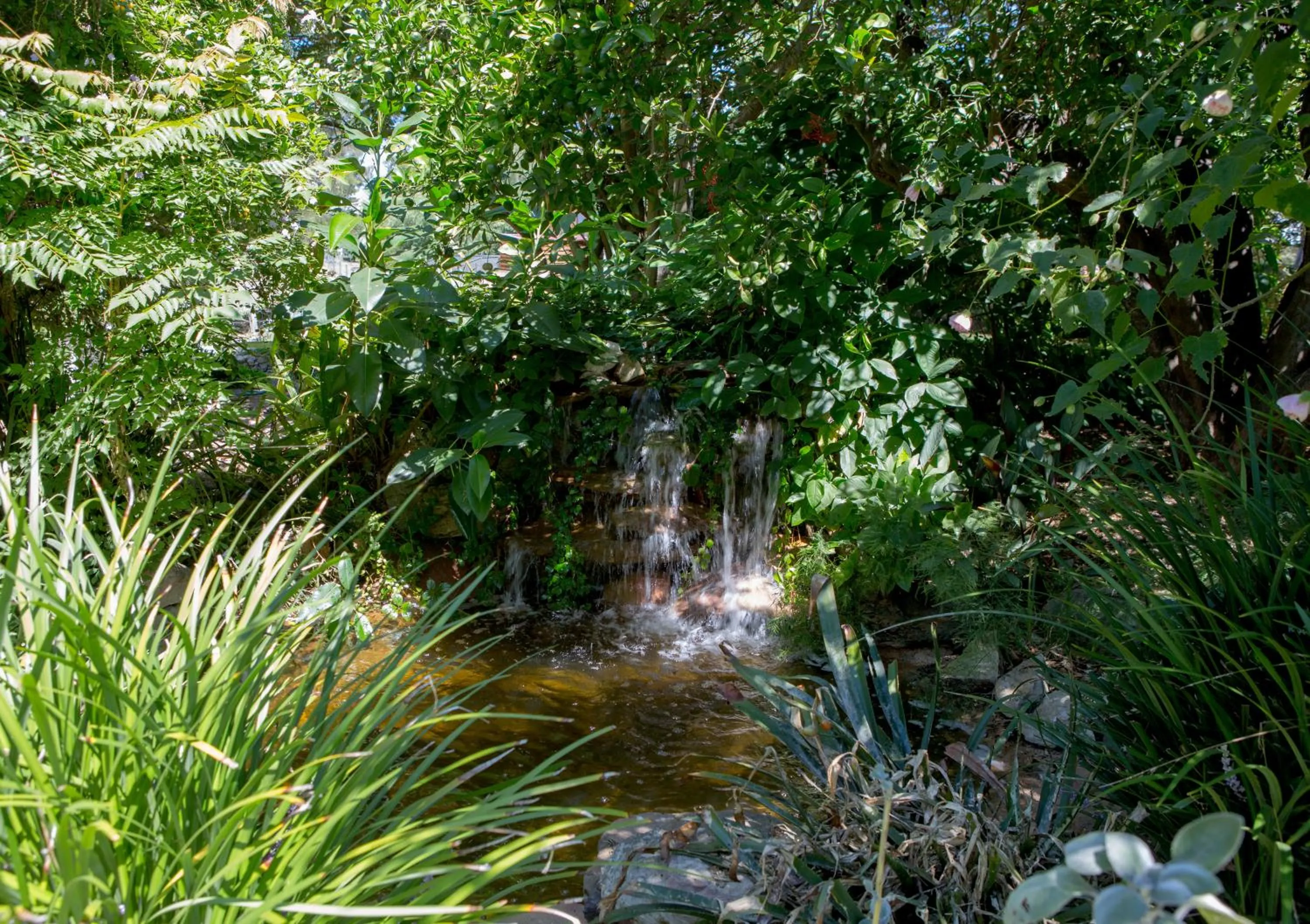 Garden view in Maddies of Bolwarra