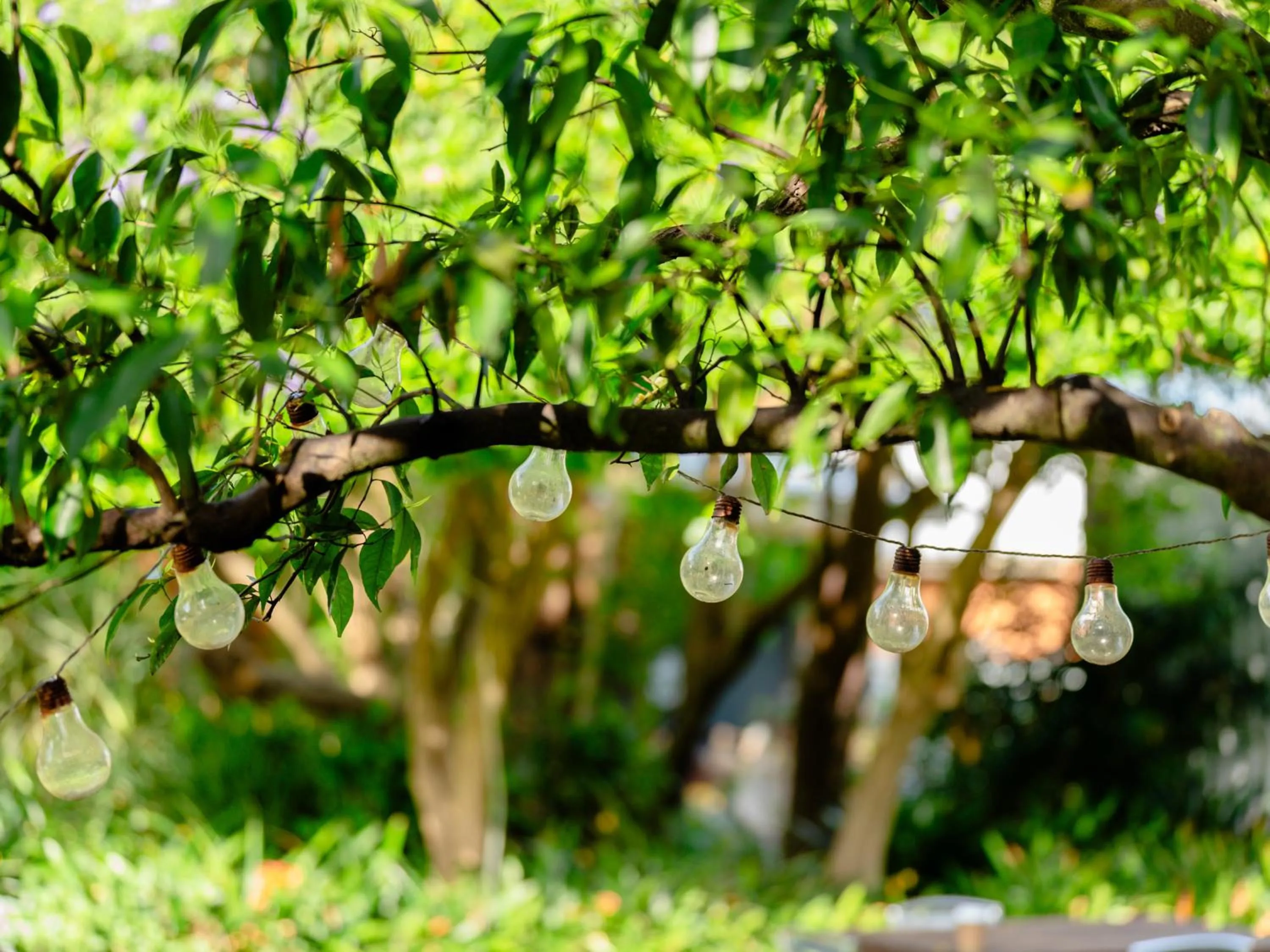 Garden in Maddies of Bolwarra