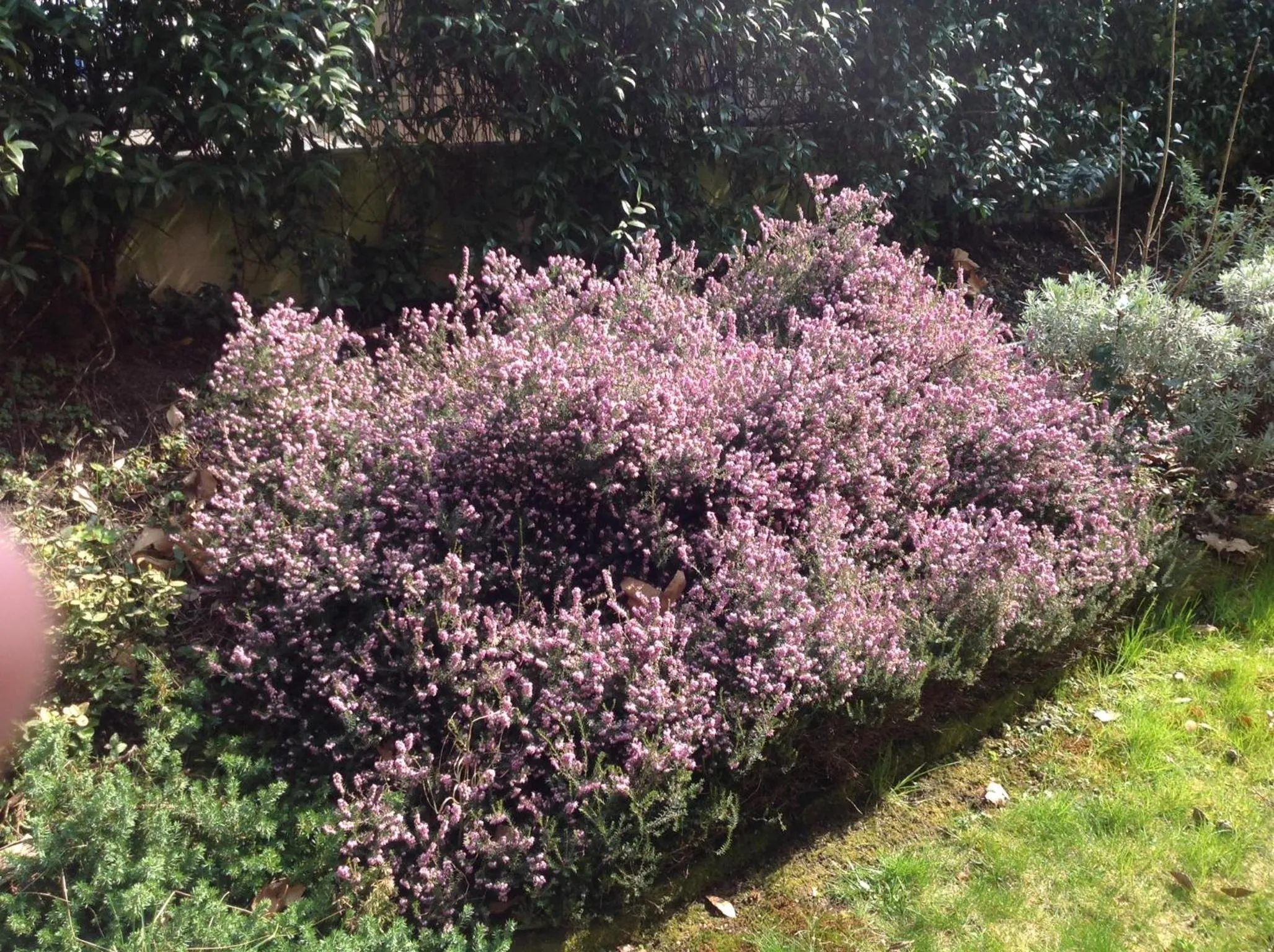 Garden in Apartments Villa Majense