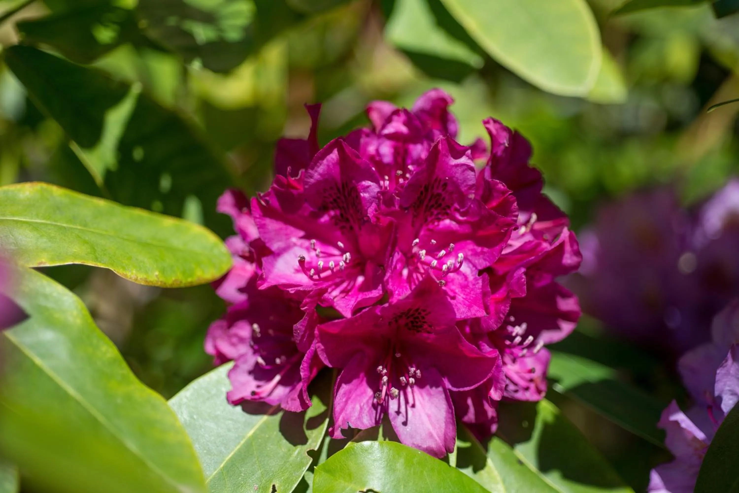 Garden in Apartments Villa Majense