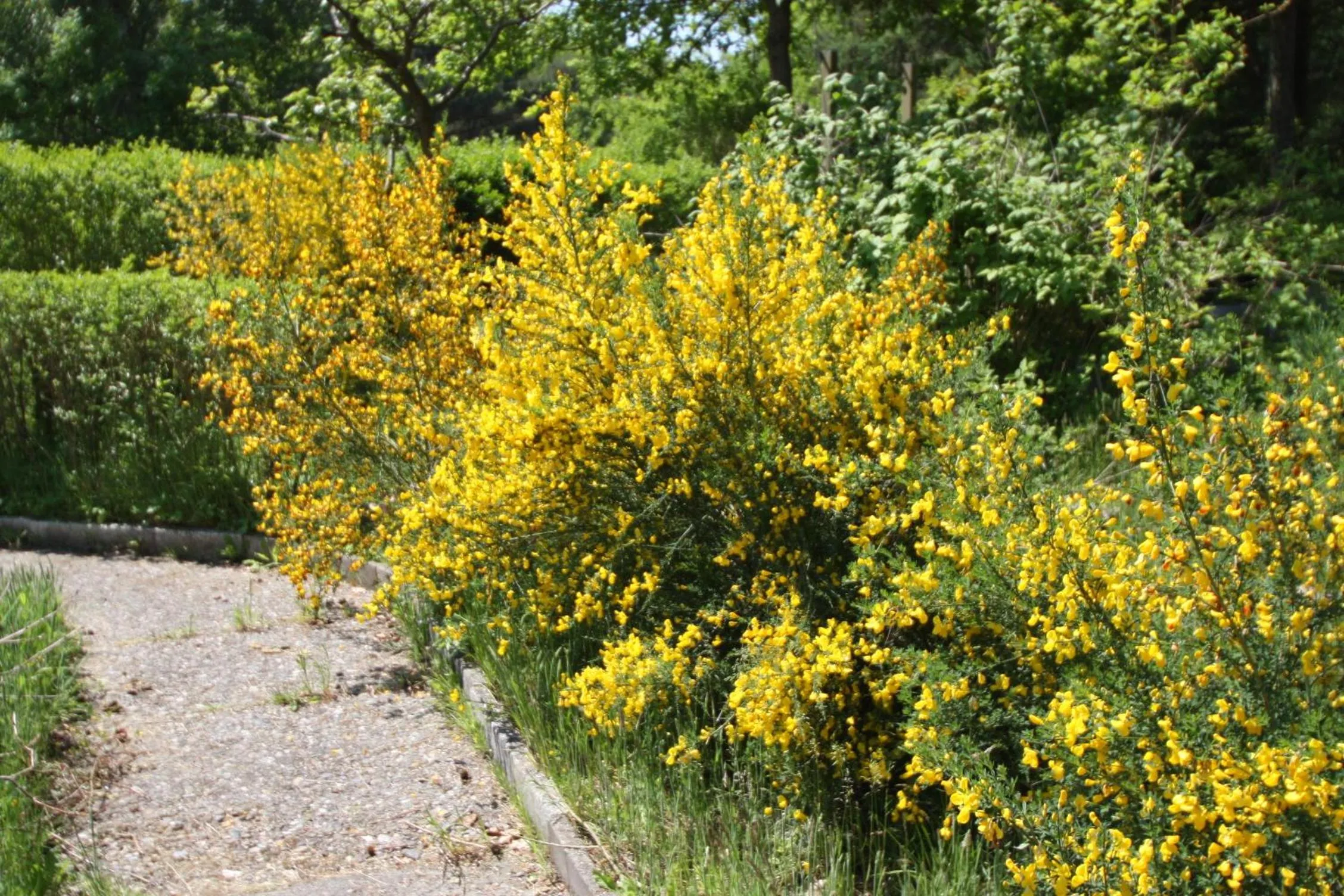 Garden in Armarova Ihre Ferienpension