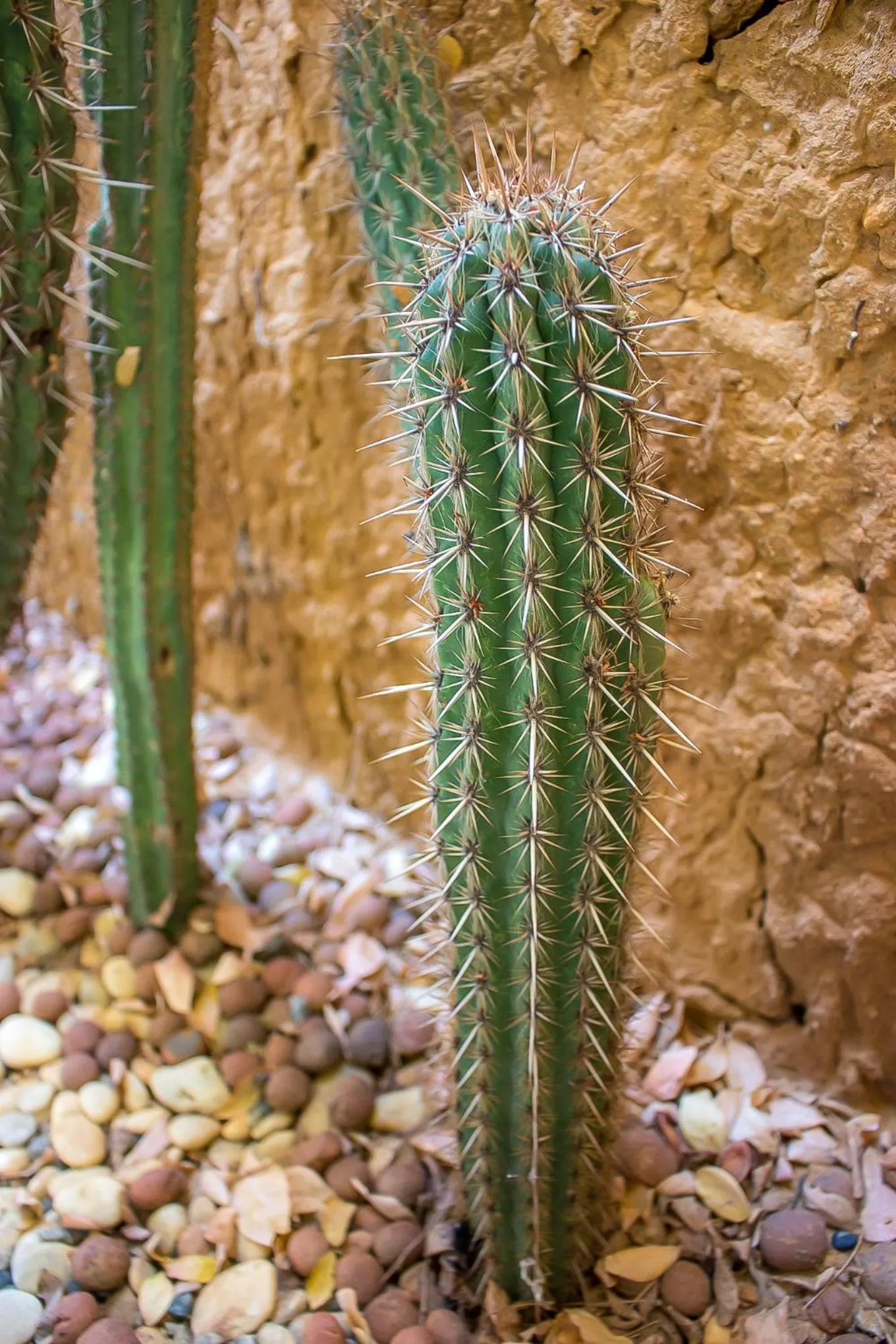 Decorative detail in Vila Aju - Pousada Temática