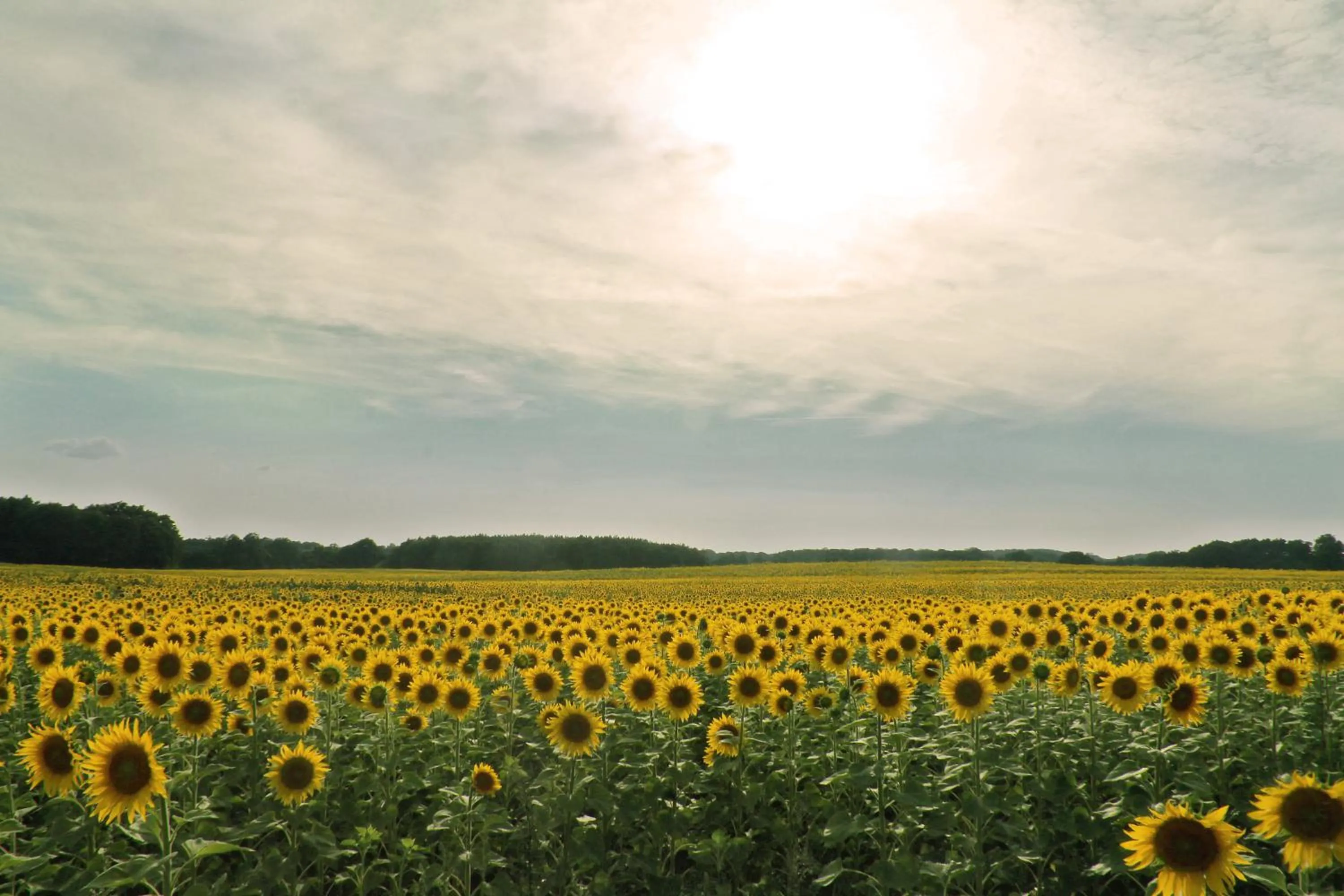 Natural landscape in Van der Valk Golfhotel Serrahn - Adult Only