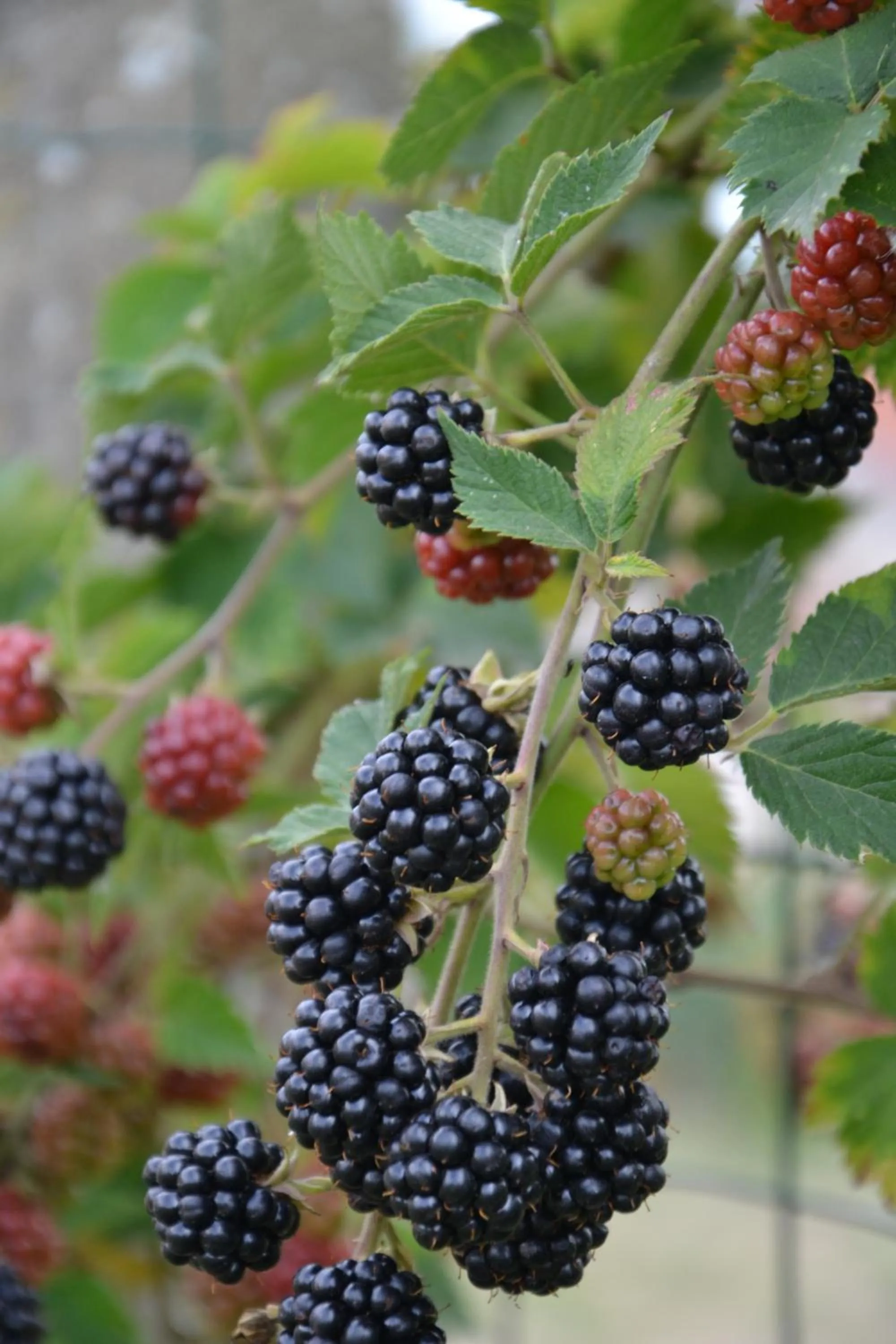 Chambres d'hôtes La Luce