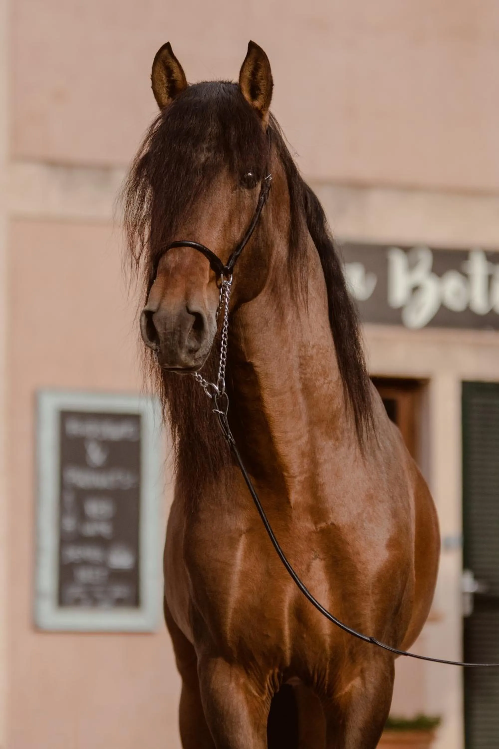 Finca Agroturismo Son Menut