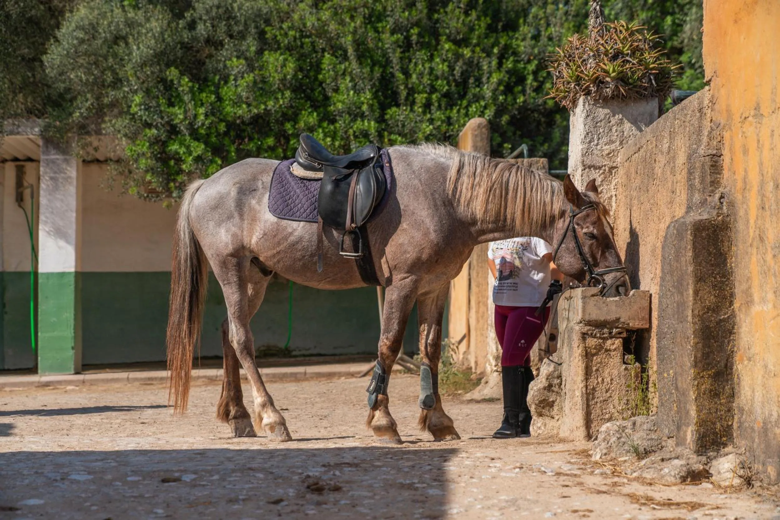 Finca Agroturismo Son Menut