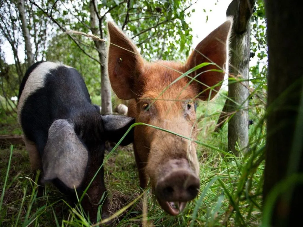 Other in Ballylagan Organic Farm