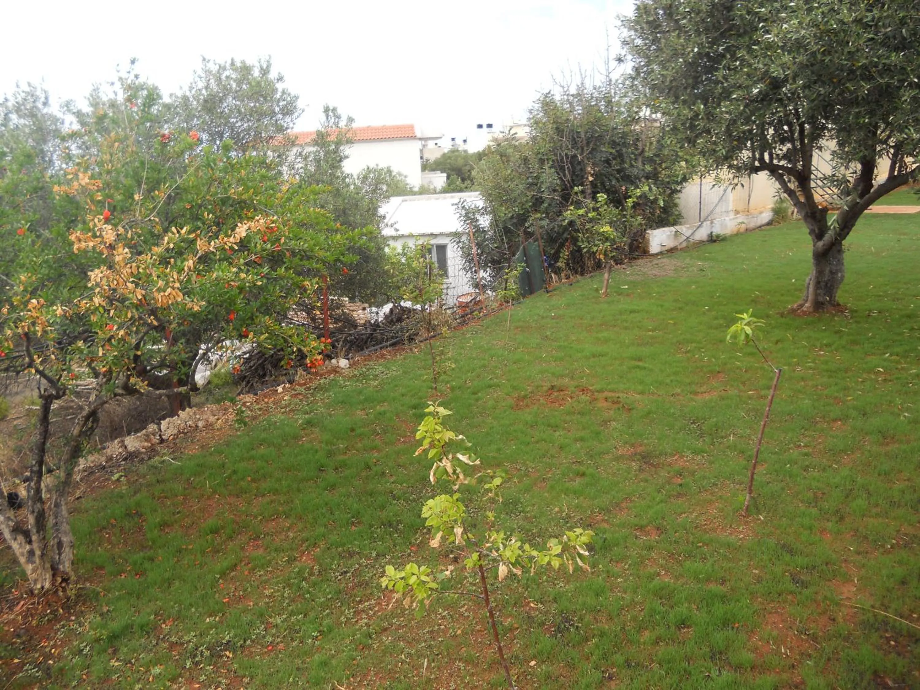 Garden in Aspri Petra Apartments