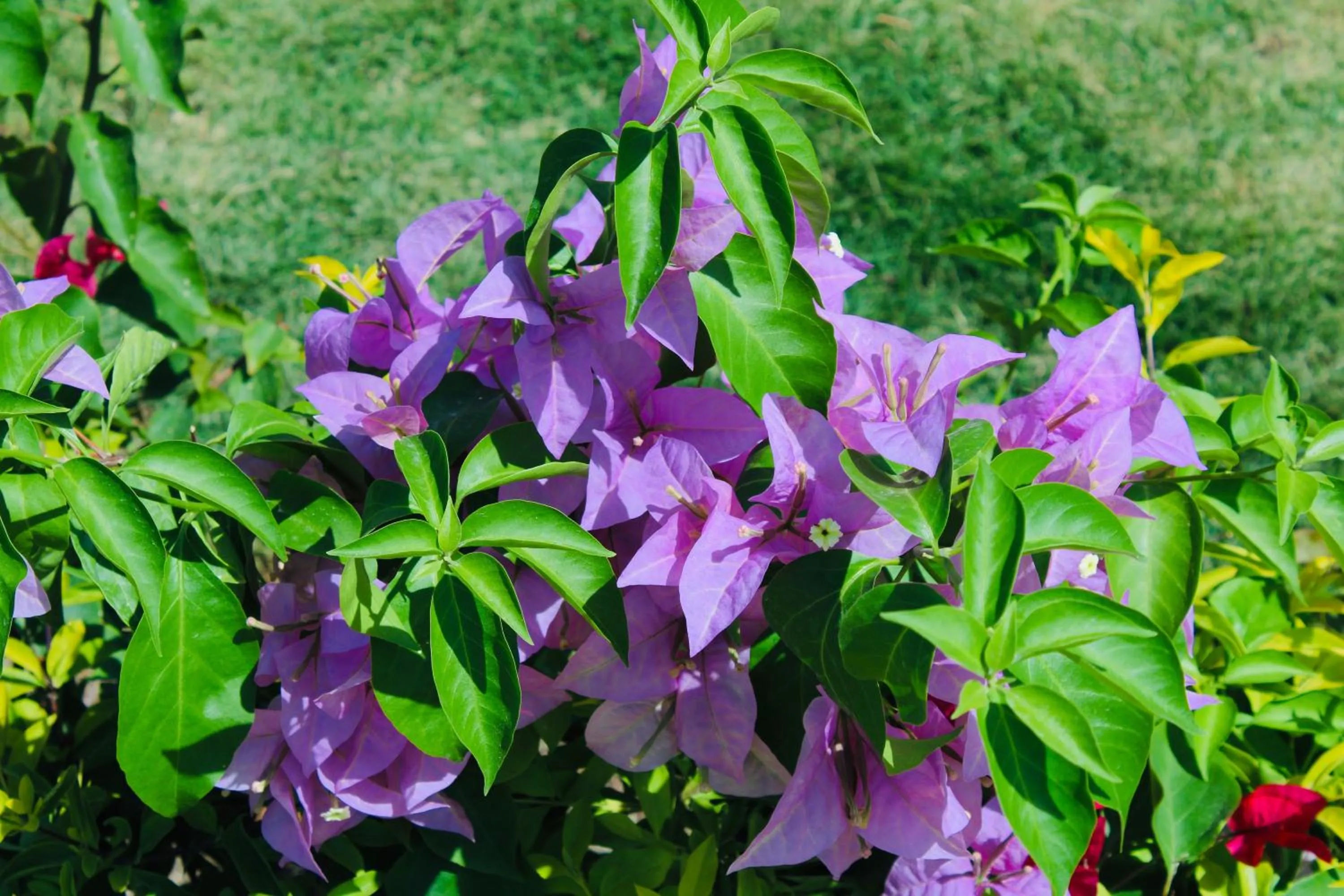 Garden in The Marina Villa de Sonja