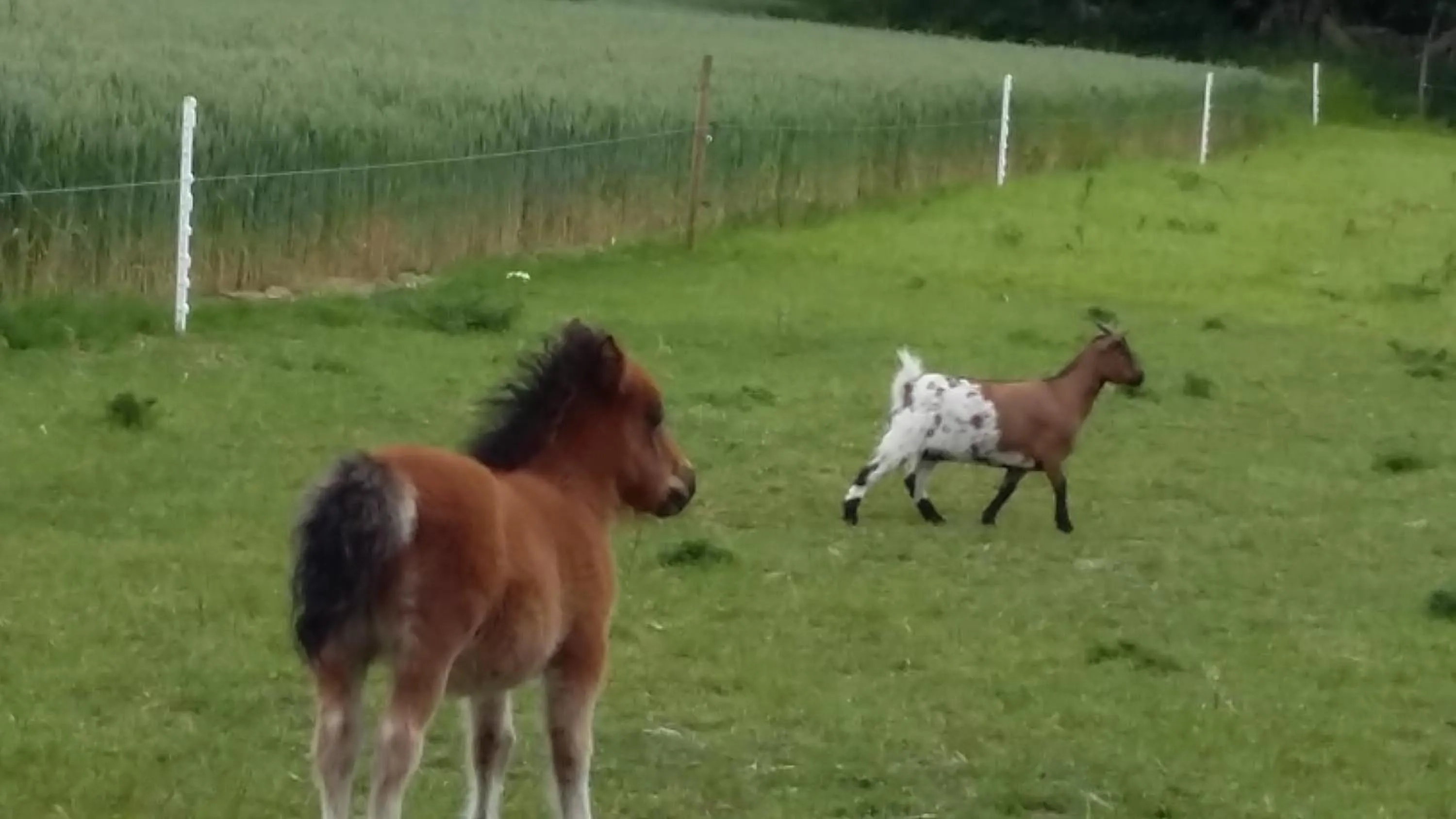 Animals in Aux Greniers à Rêves