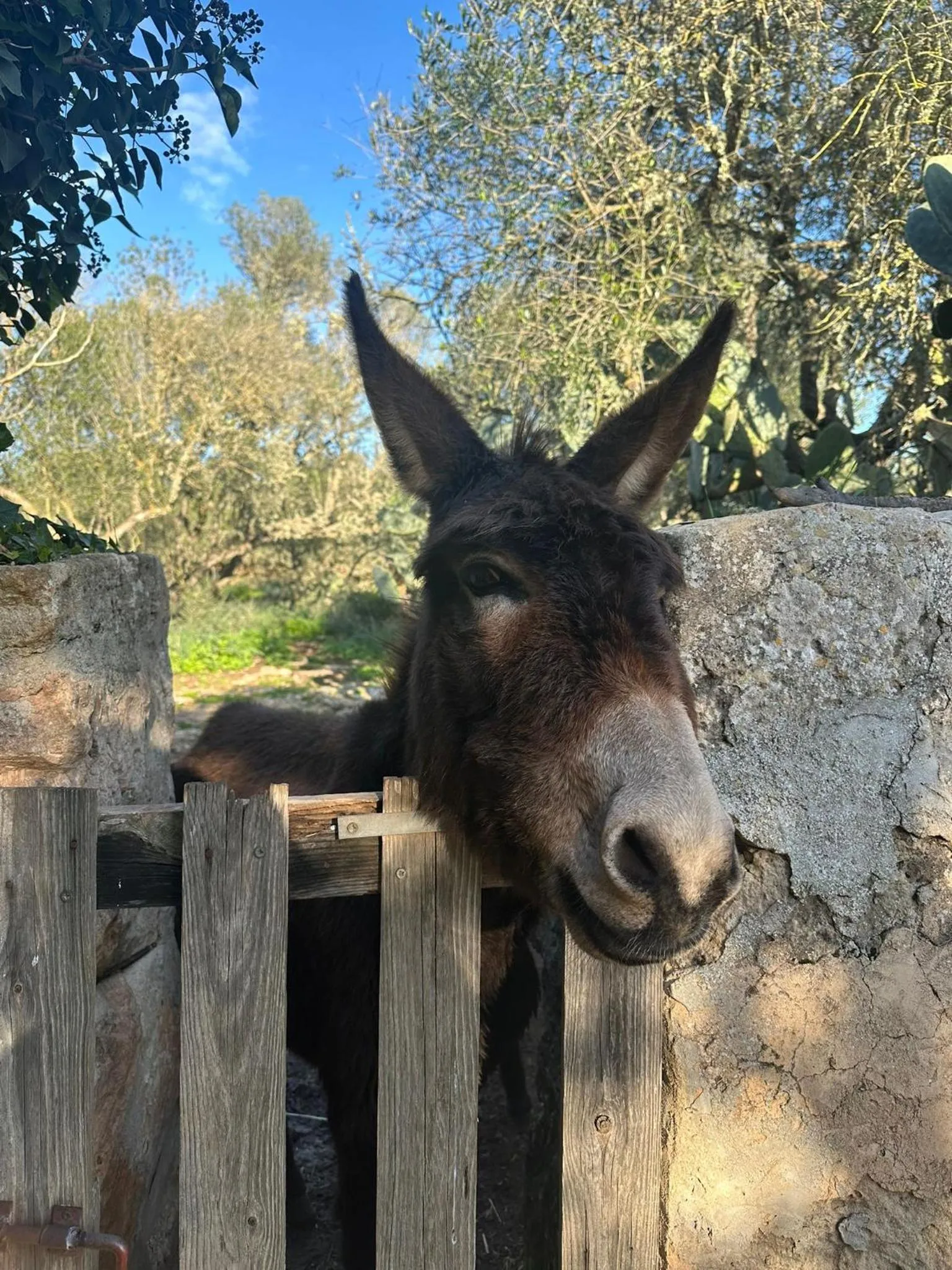 Animals in Agroturismo Finca Son Pieras