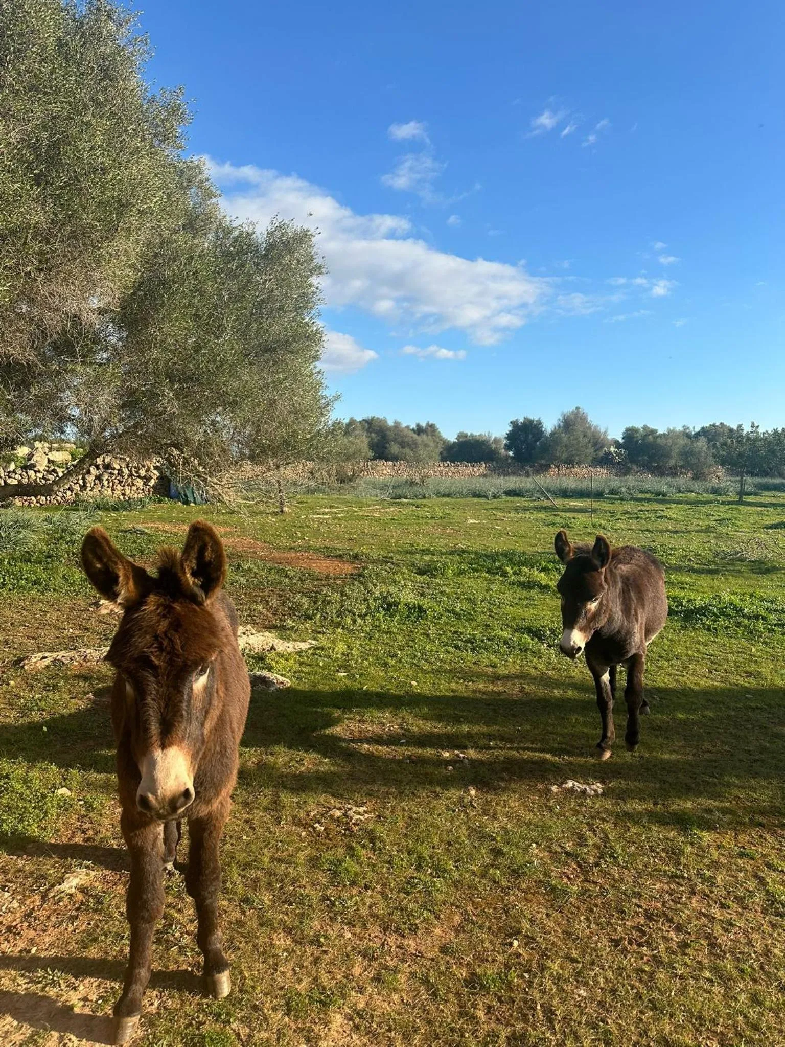 Animals in Agroturismo Finca Son Pieras