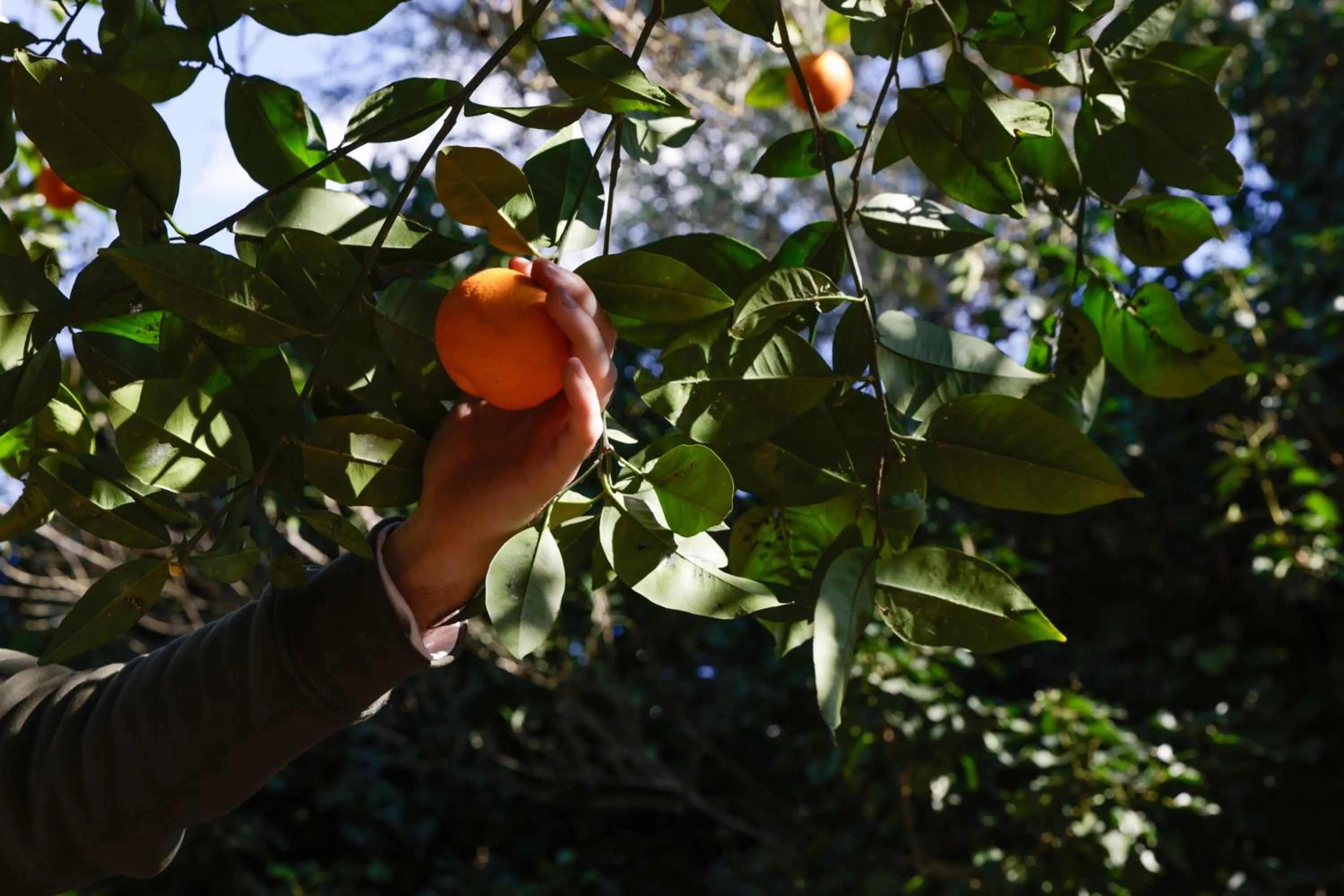 Breakfast in Agroturismo Finca Son Pieras