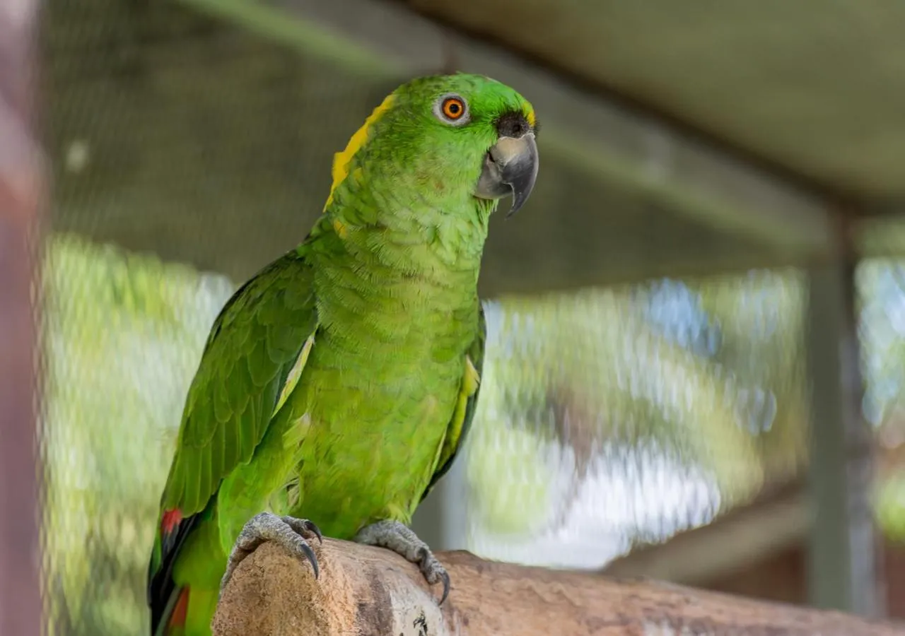 Animals in Hotel Guanacaste Lodge