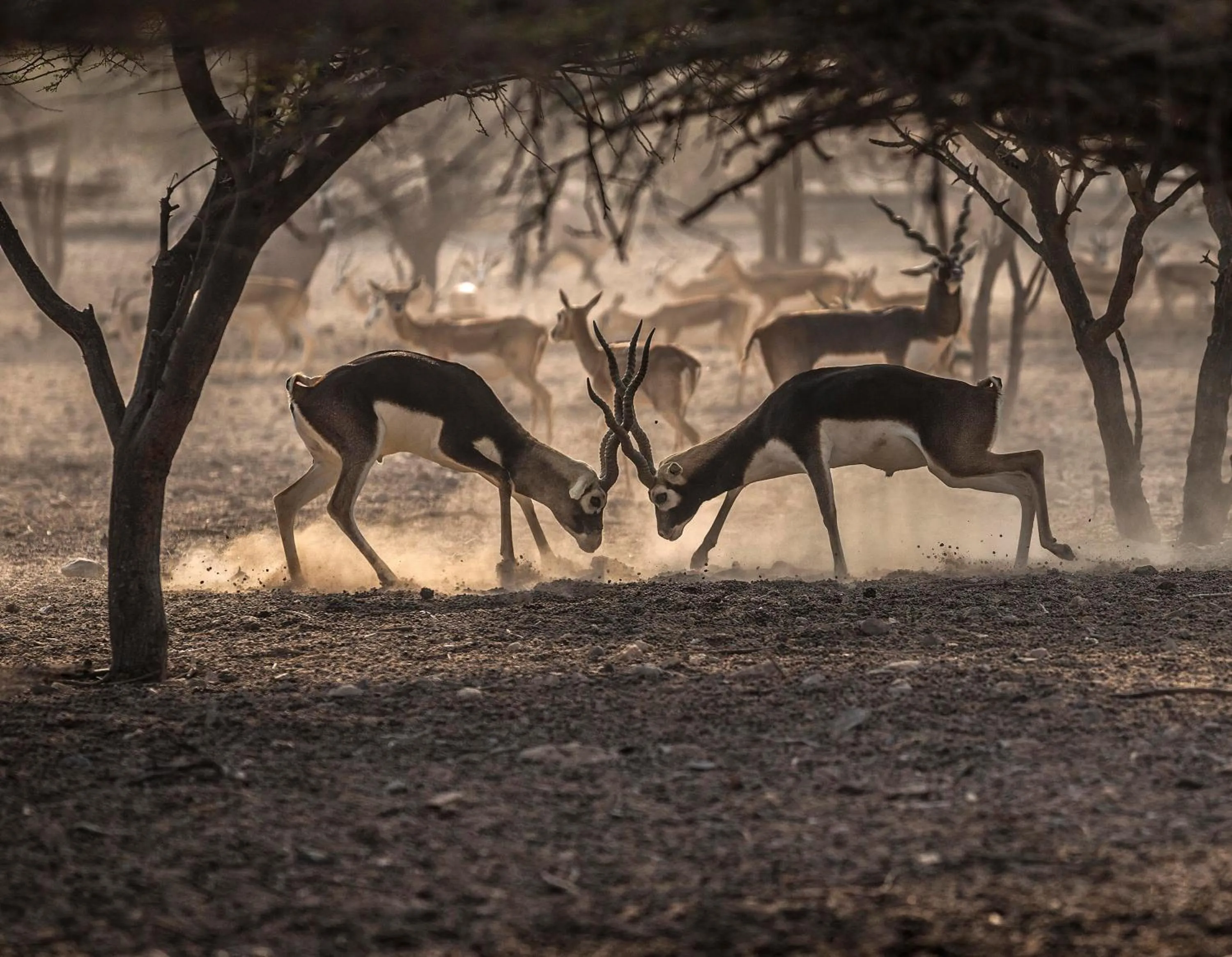 Nearby landmark in Anantara Sir Bani Yas Island Al Sahel Villas
