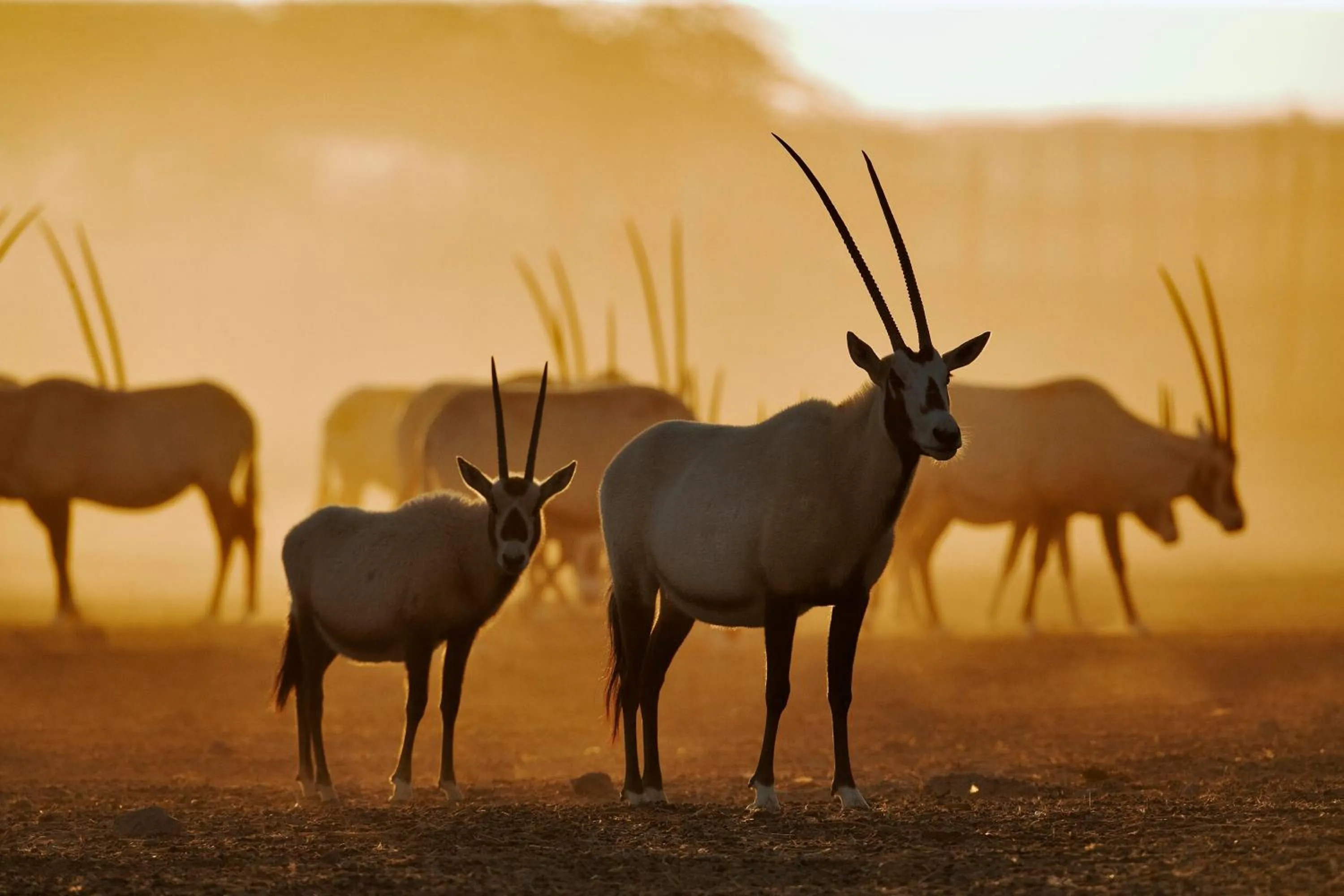 Animals in Anantara Sir Bani Yas Island Al Sahel Villas