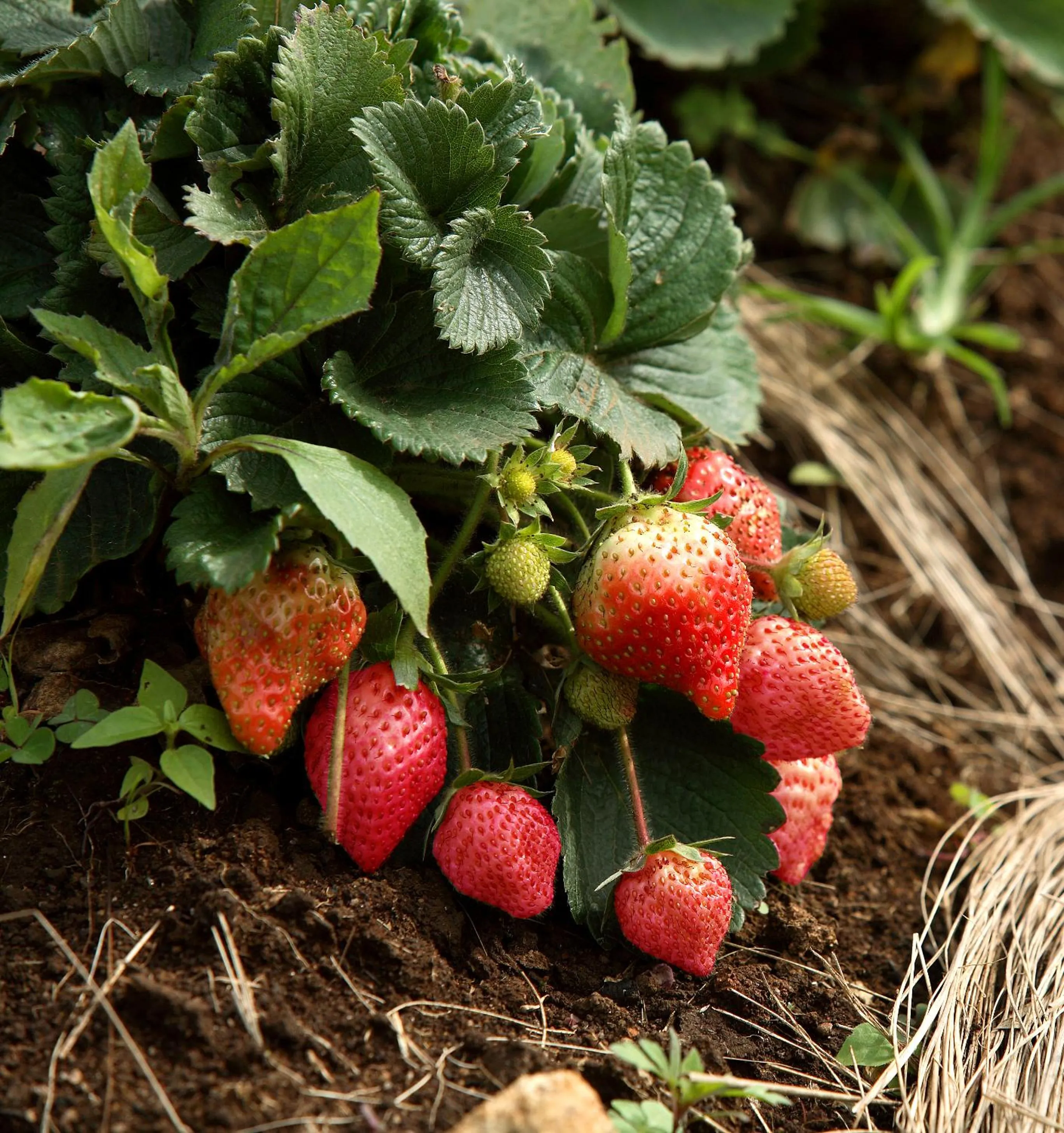 Garden in The Siena Village
