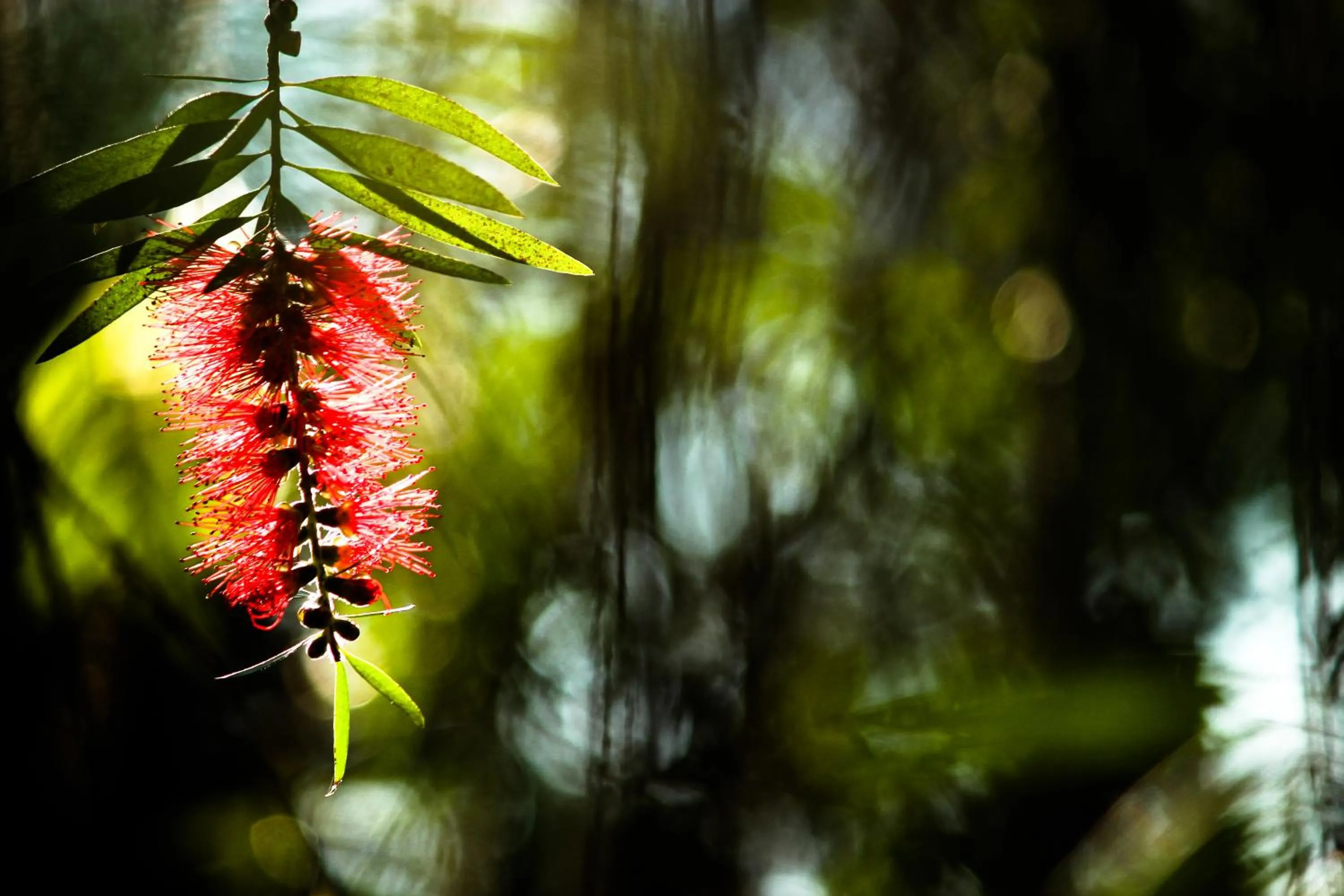 Garden in The Siena Village