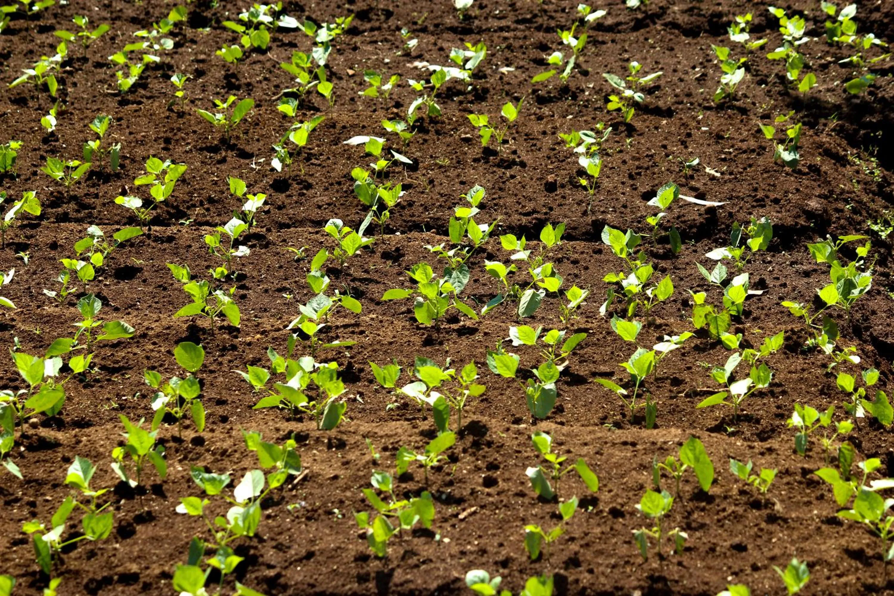 Garden in The Siena Village