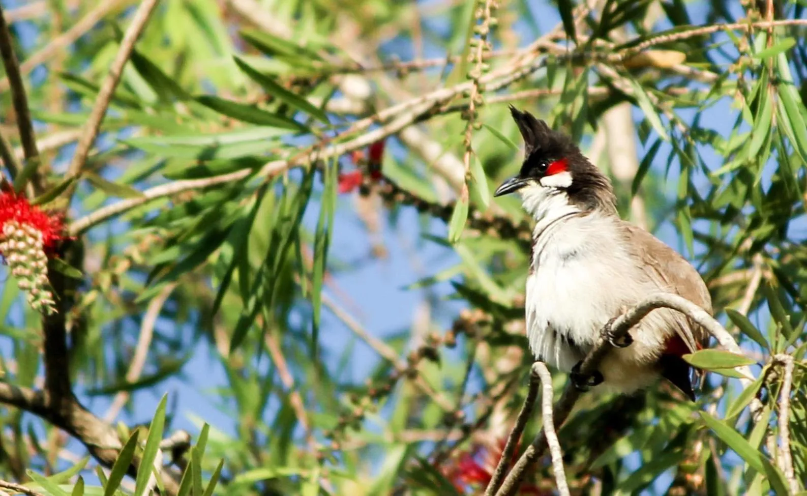 Garden in The Siena Village