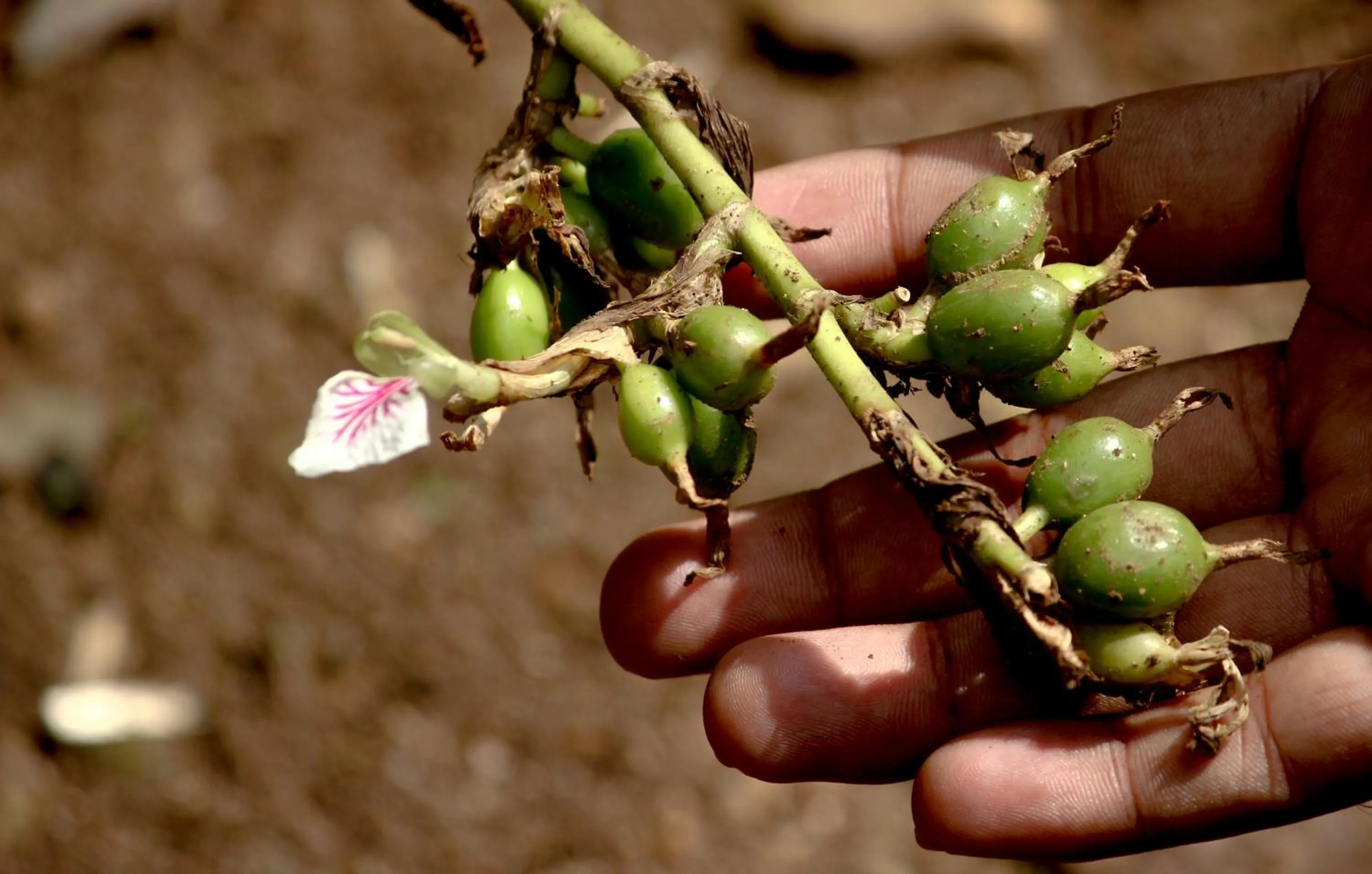 Animals in The Siena Village