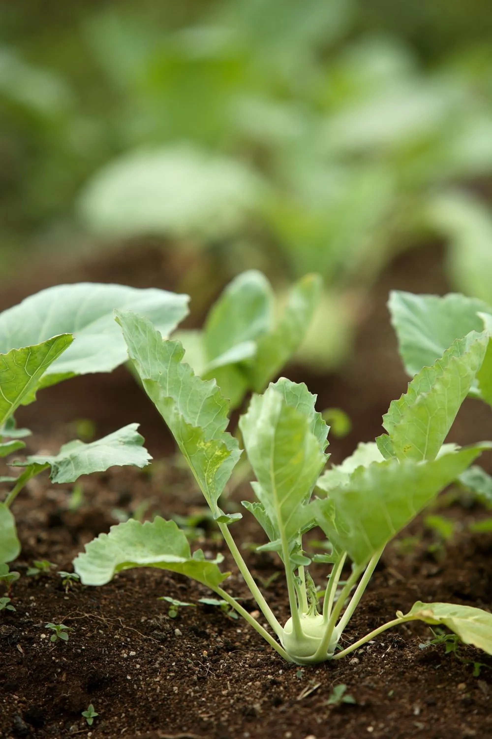 Garden in The Siena Village