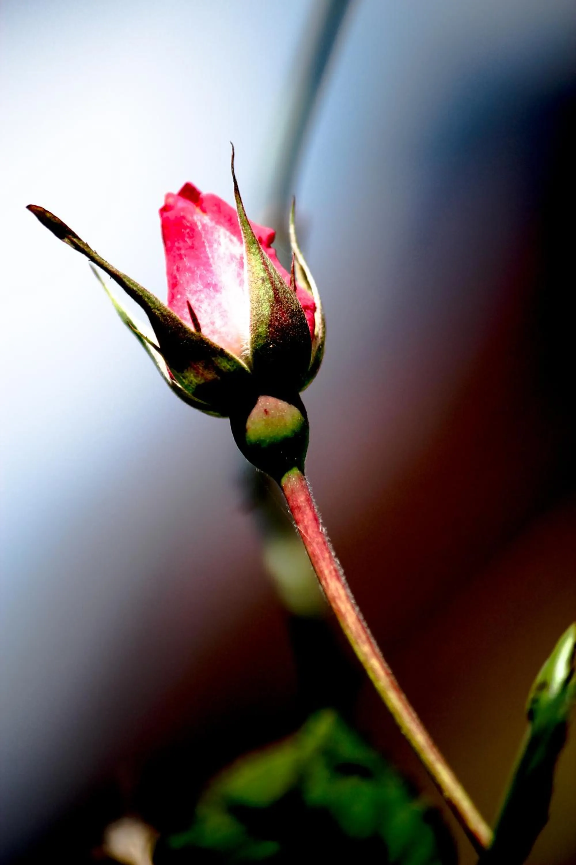 Garden in The Siena Village