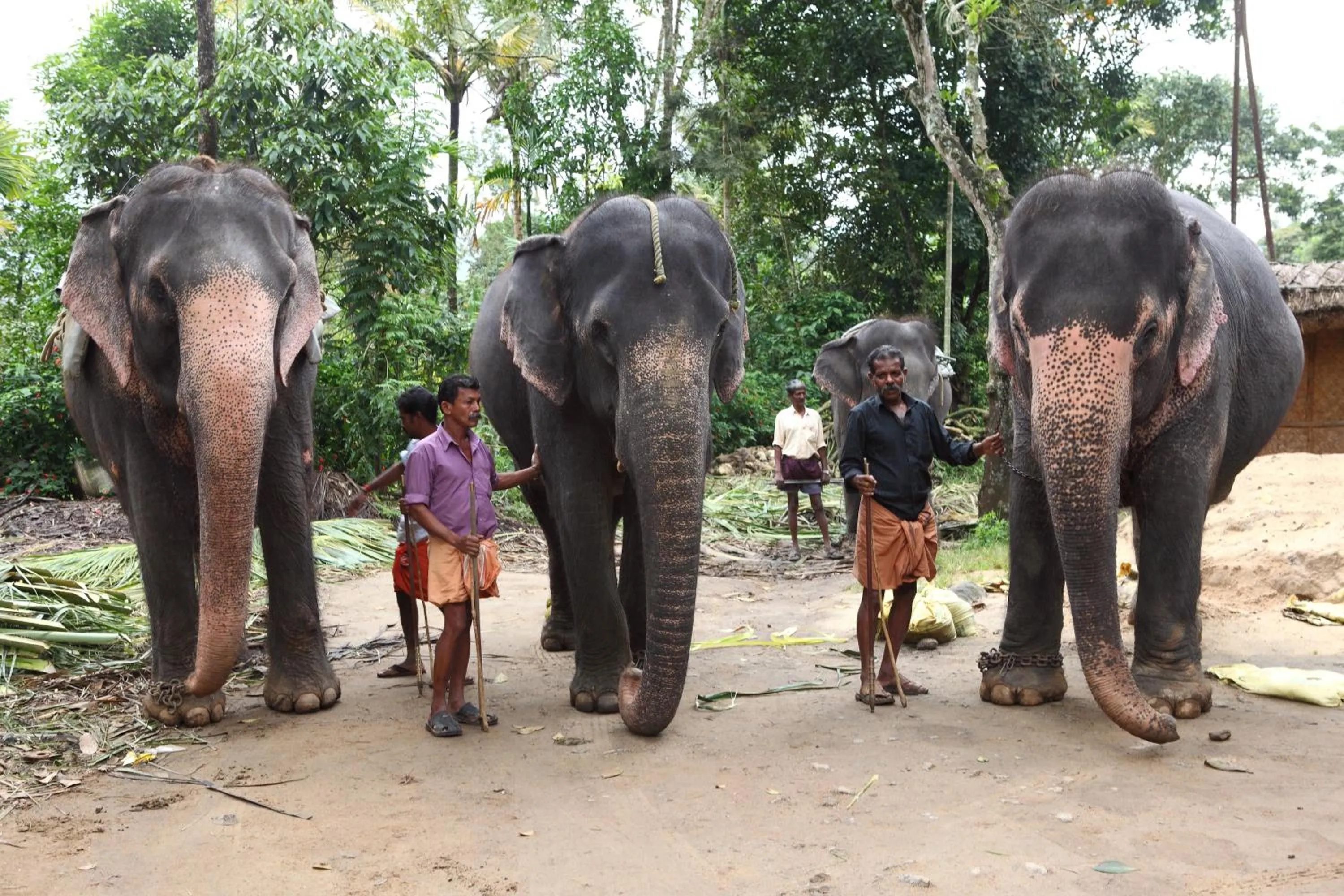 Animals in Springdale Heritage