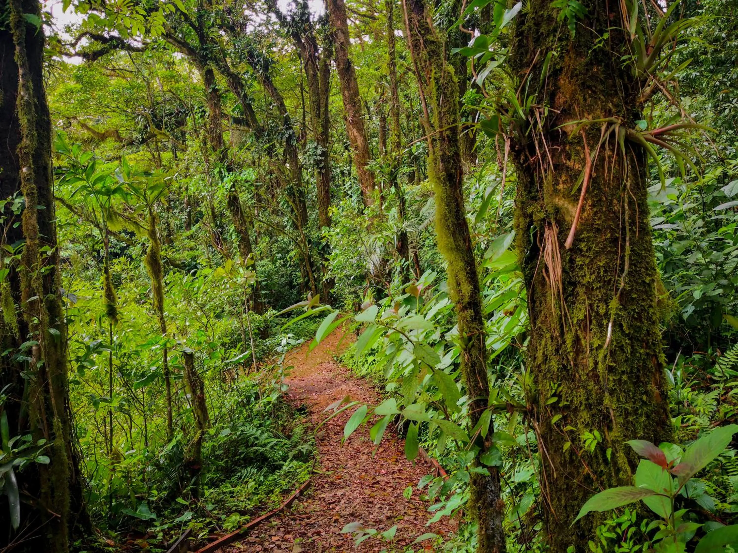 Garden in Burbi Lake Lodge Monteverde