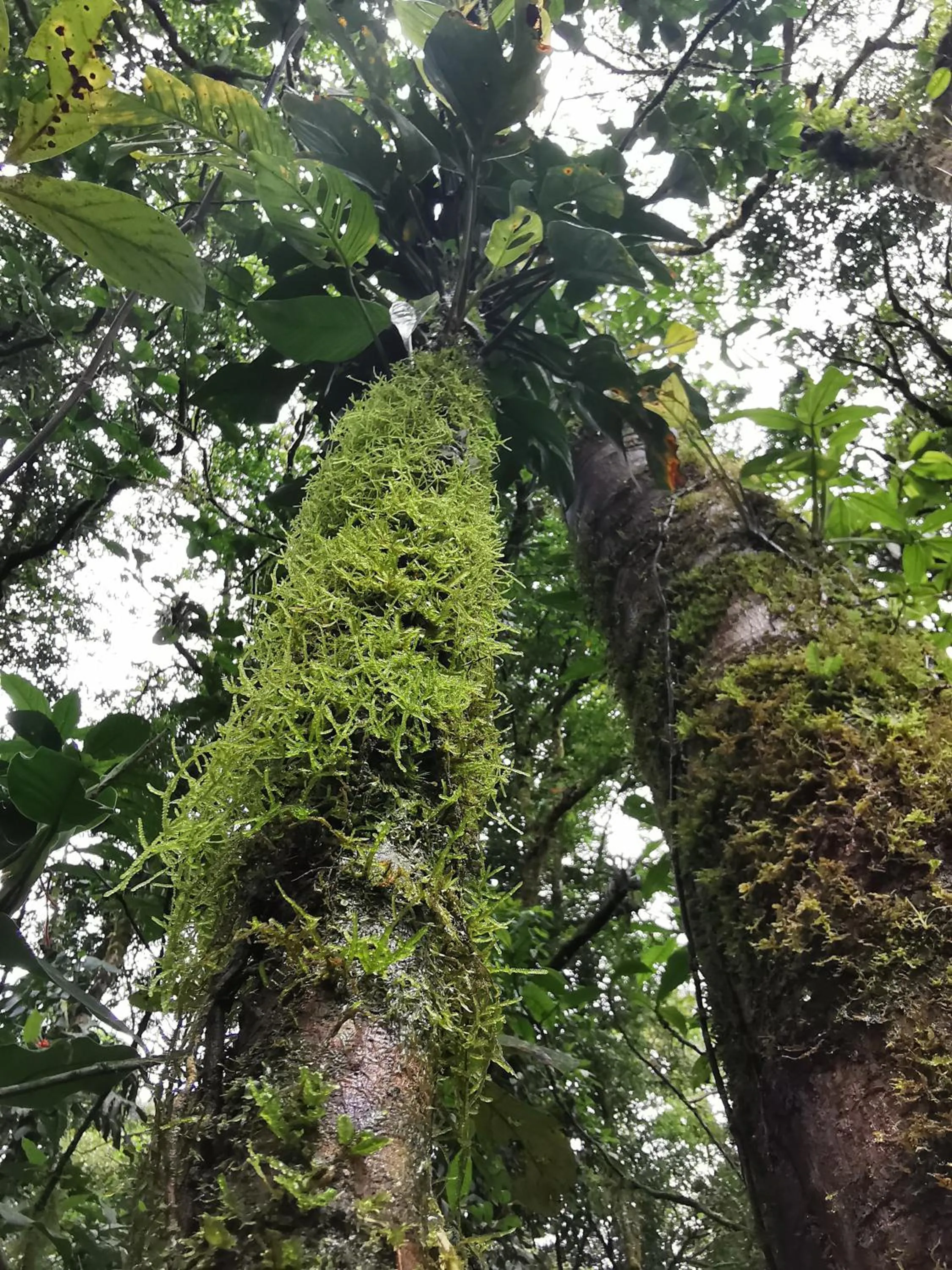 Natural landscape in Burbi Lake Lodge Monteverde