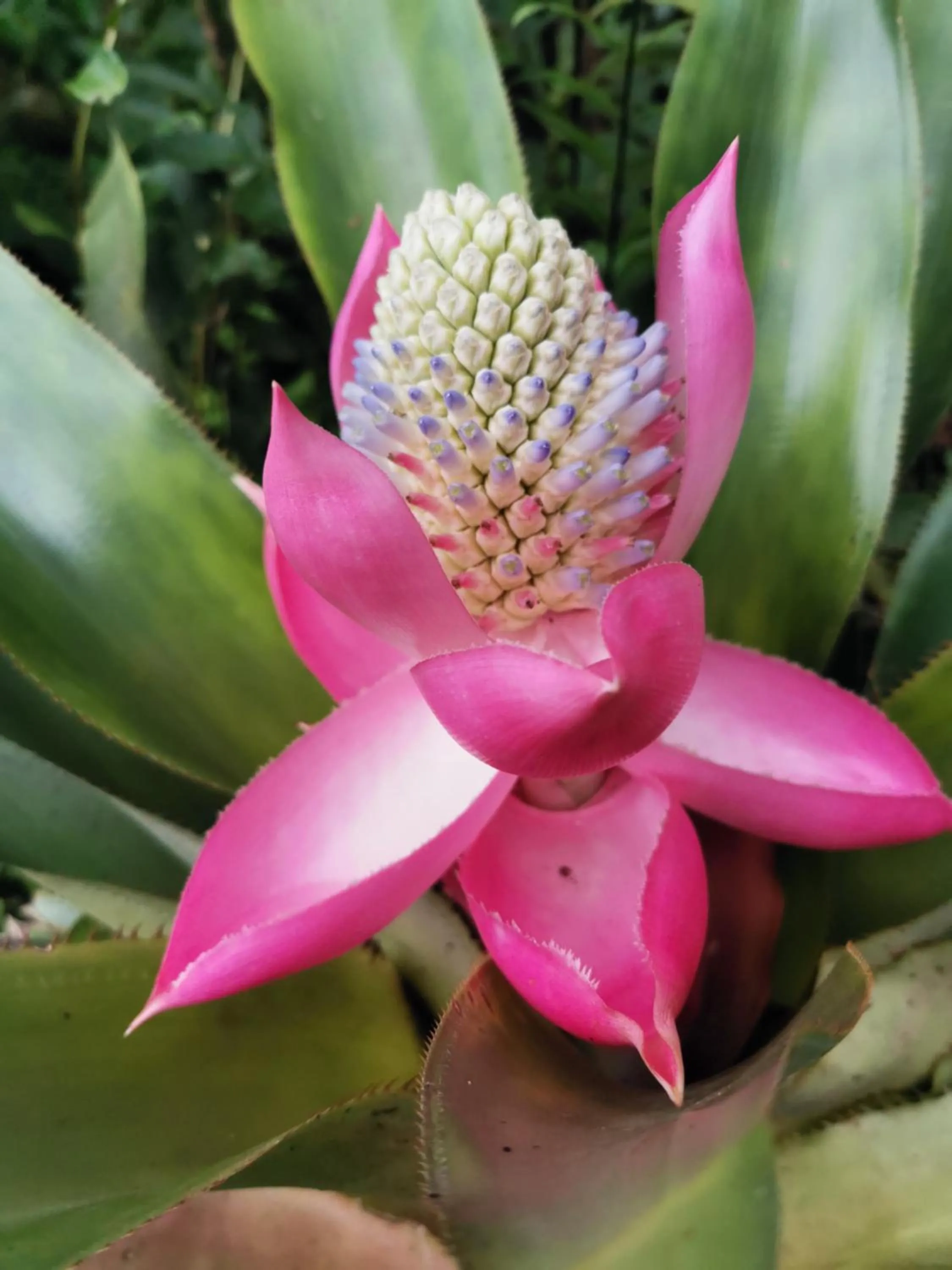 Natural landscape in Burbi Lake Lodge Monteverde