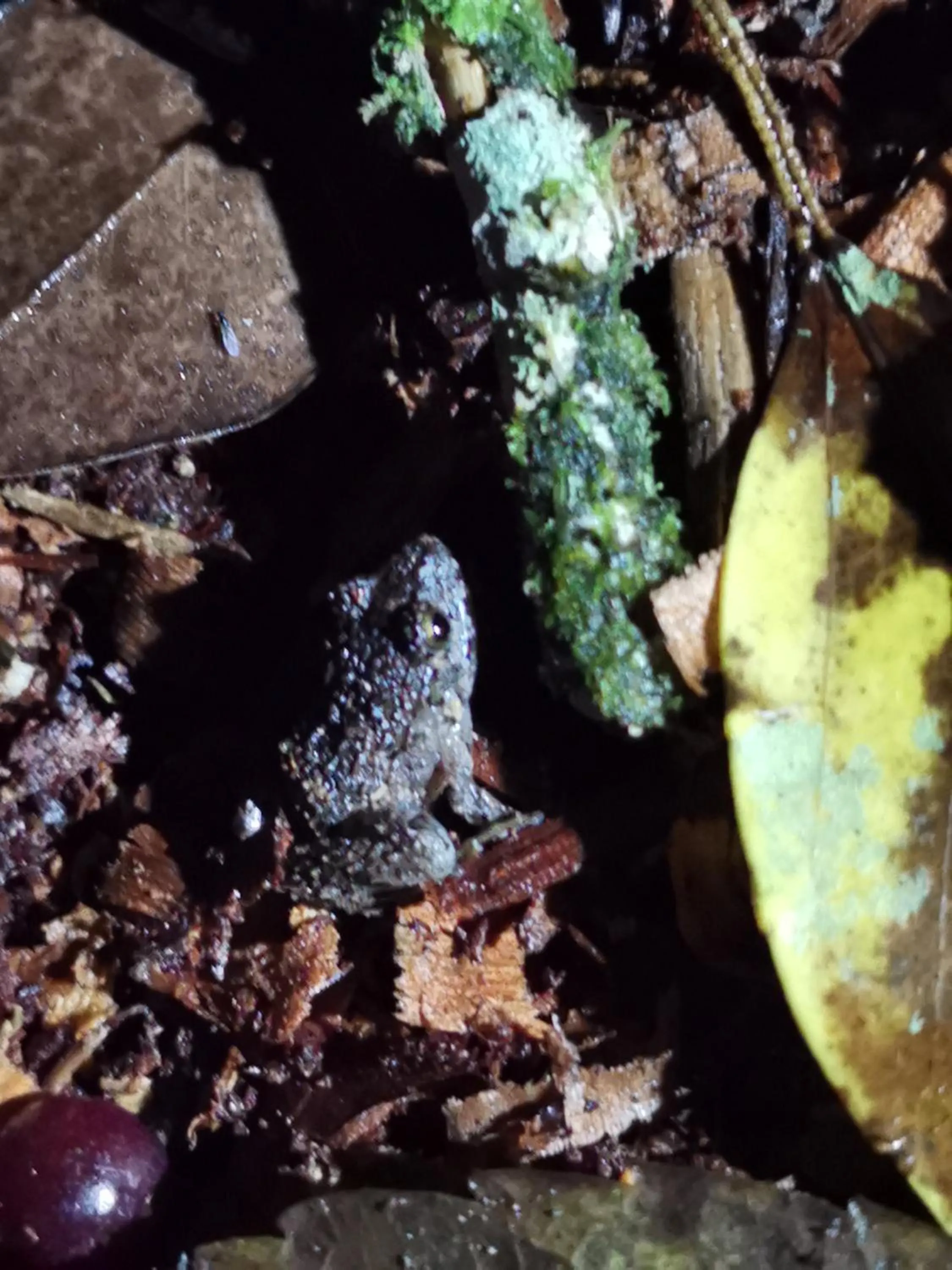 Natural landscape in Burbi Lake Lodge Monteverde