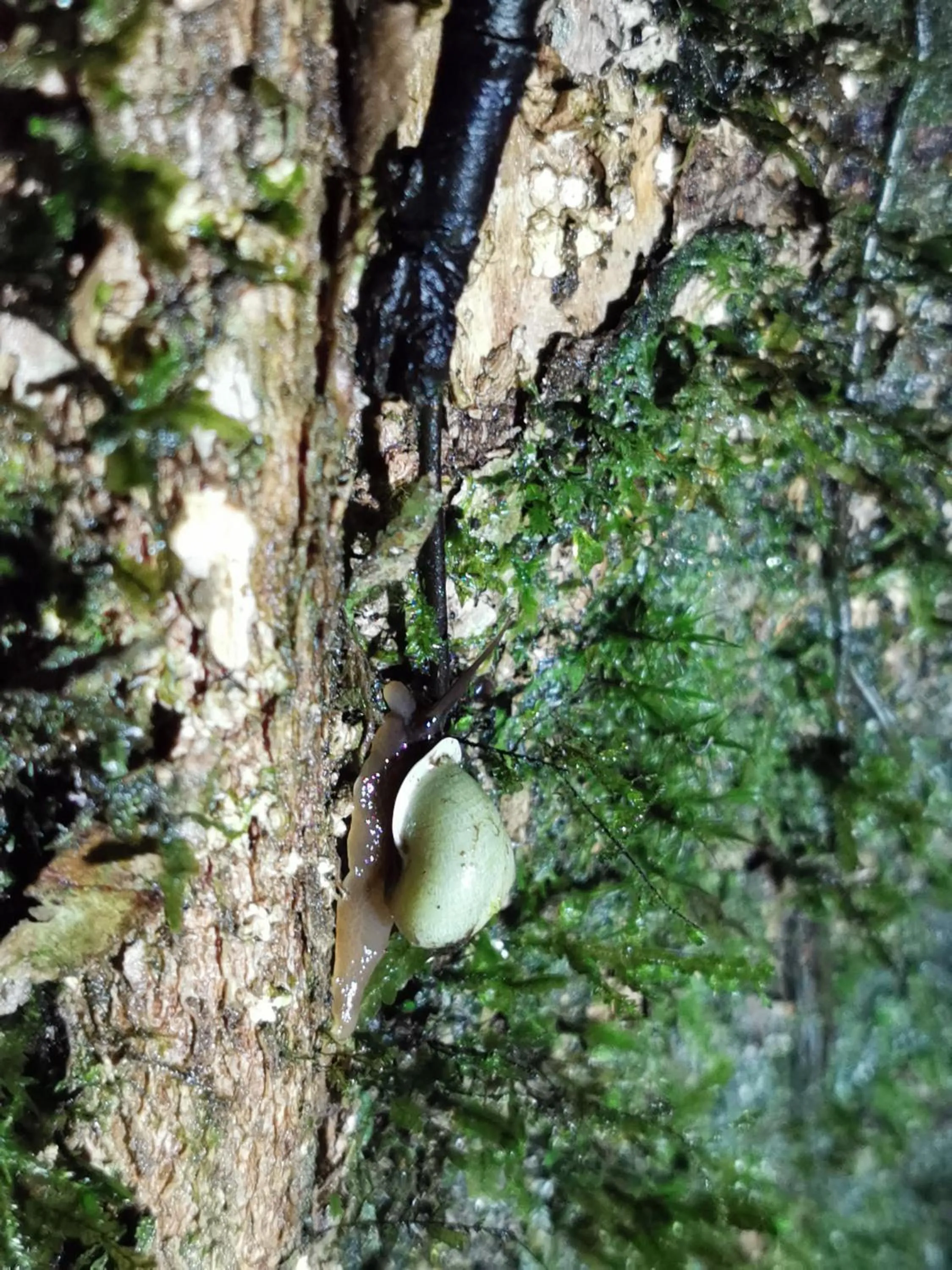Natural landscape in Burbi Lake Lodge Monteverde