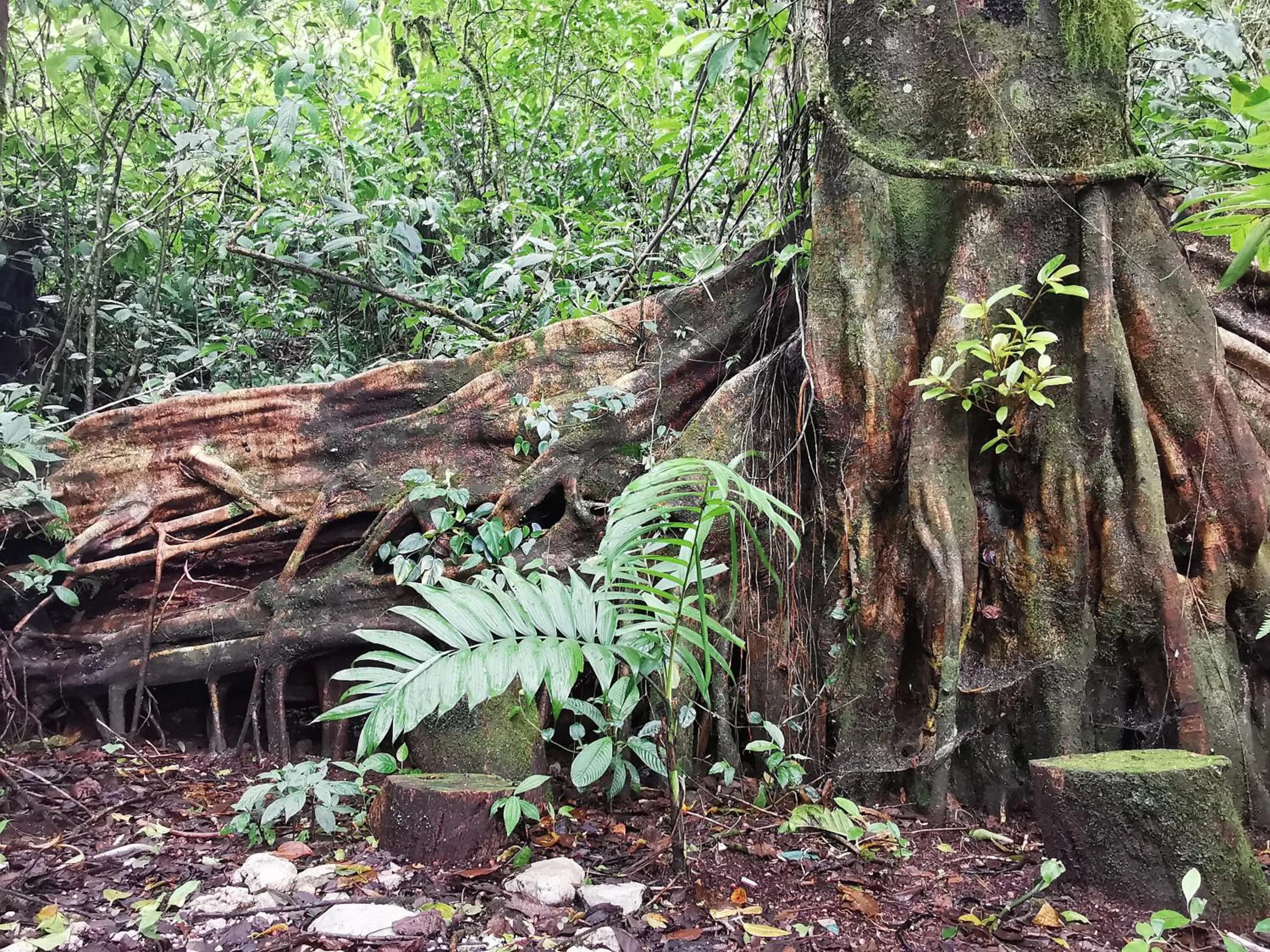 Natural landscape in Burbi Lake Lodge Monteverde