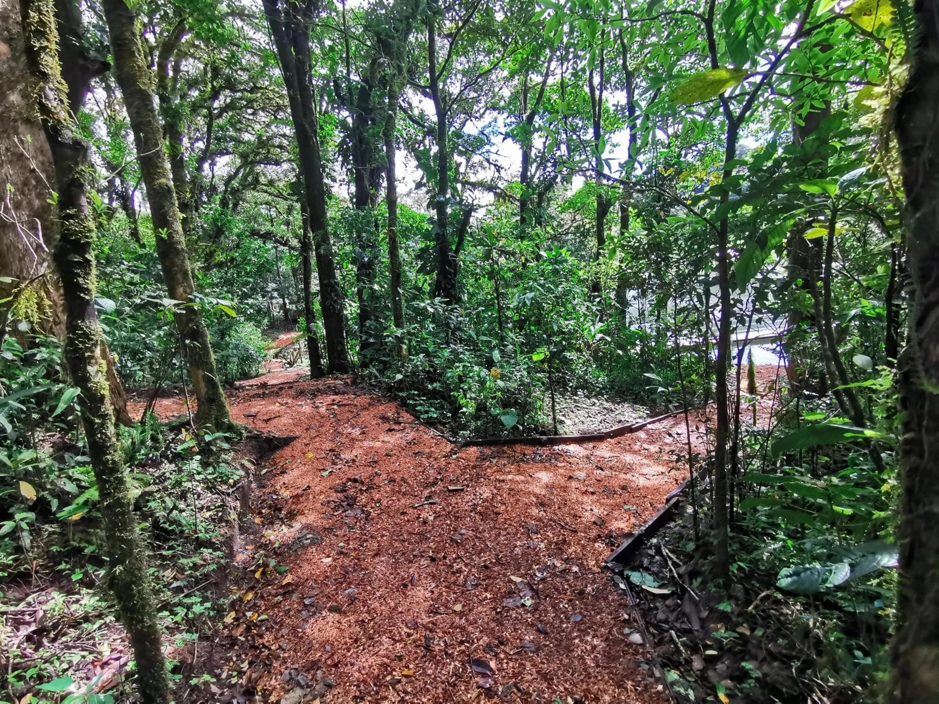 Natural landscape in Burbi Lake Lodge Monteverde