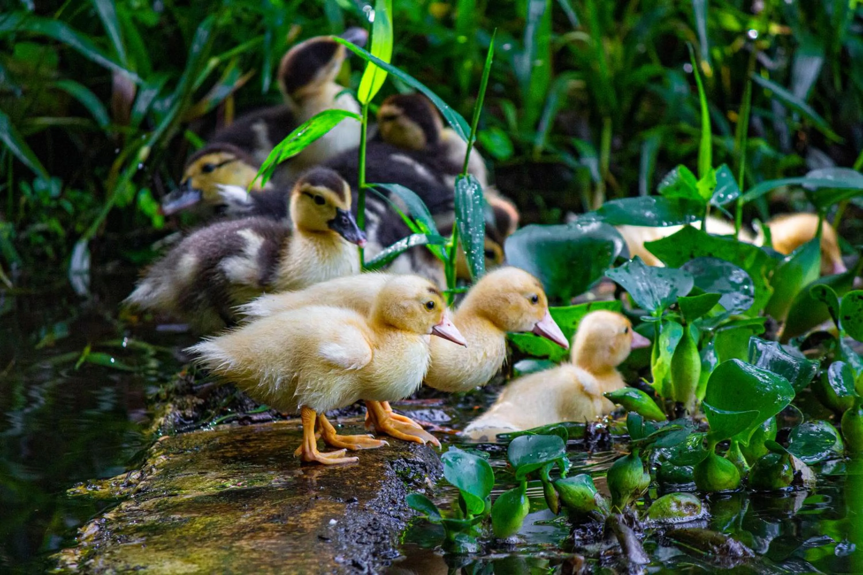Lake view in Burbi Lake Lodge Monteverde