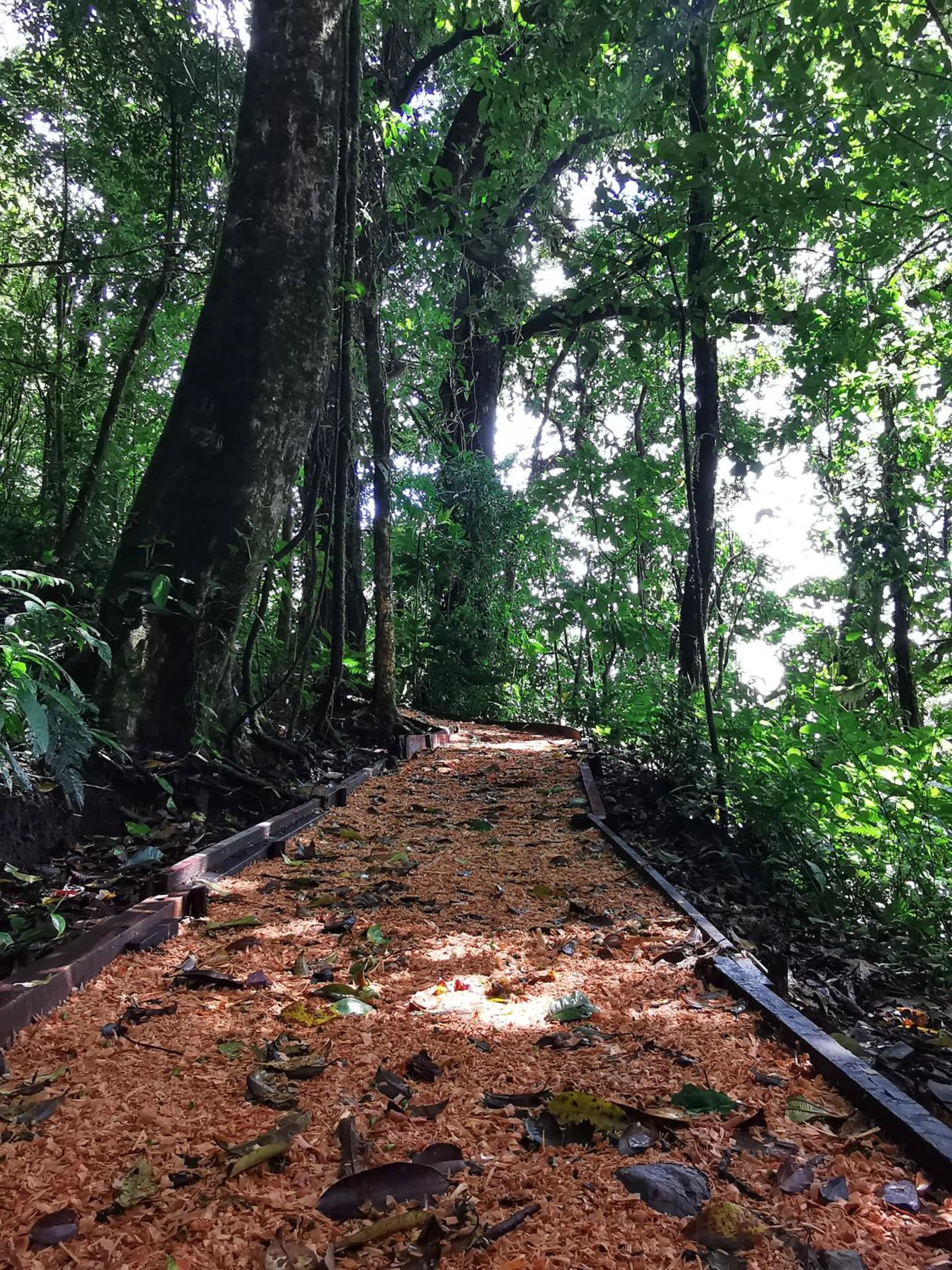 Natural landscape in Burbi Lake Lodge Monteverde