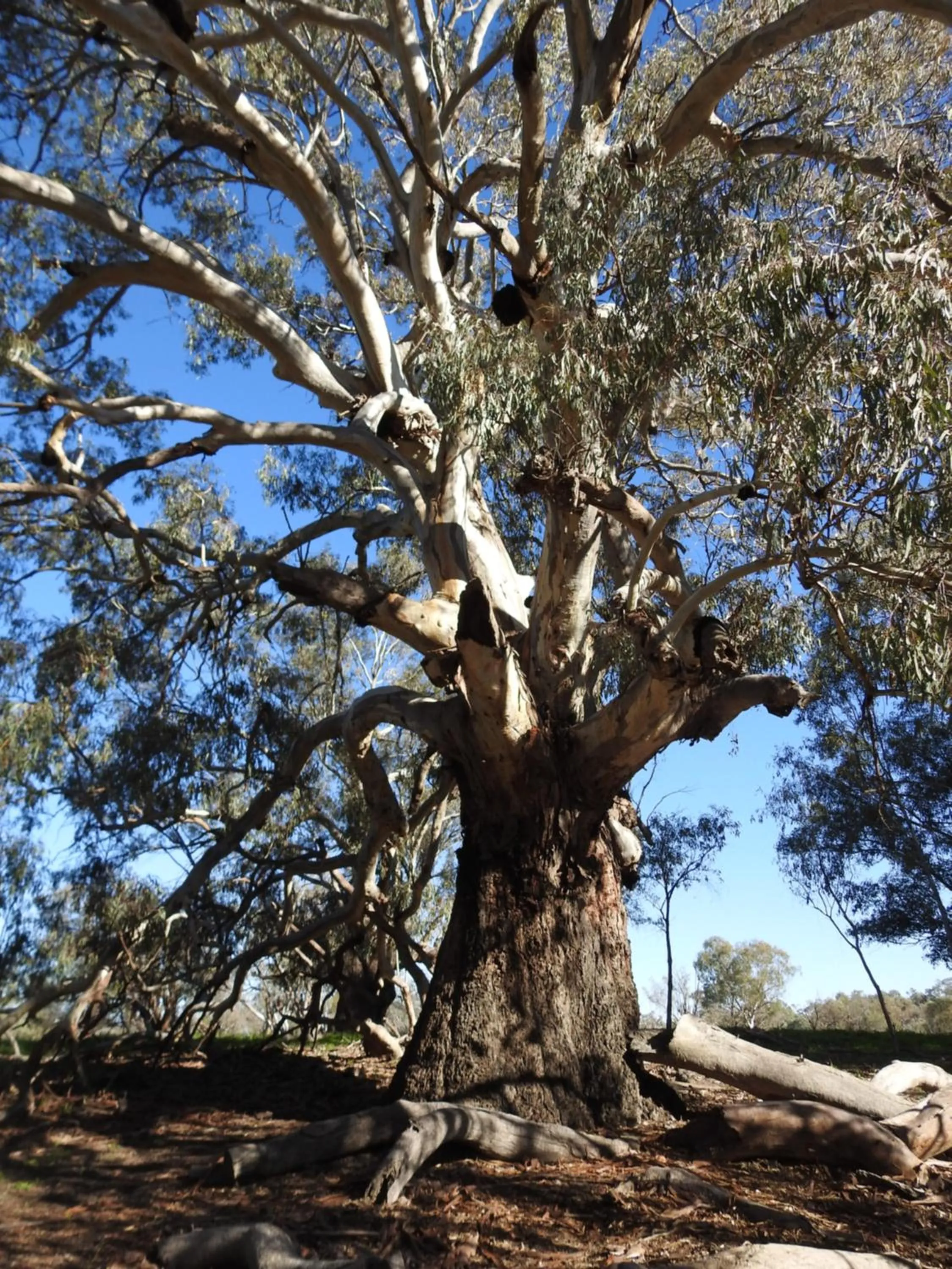 Warrawong on the Darling Wilcannia Holiday Park